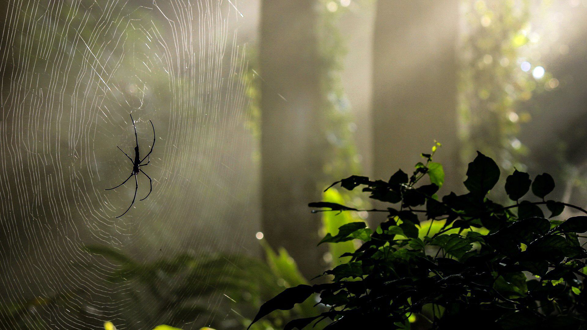 spider web halloween wallpaper