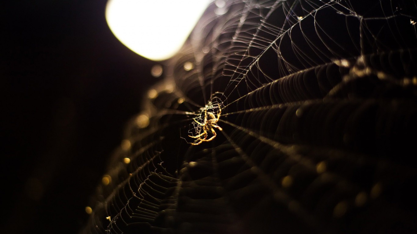 spider web wallpaper 1080p