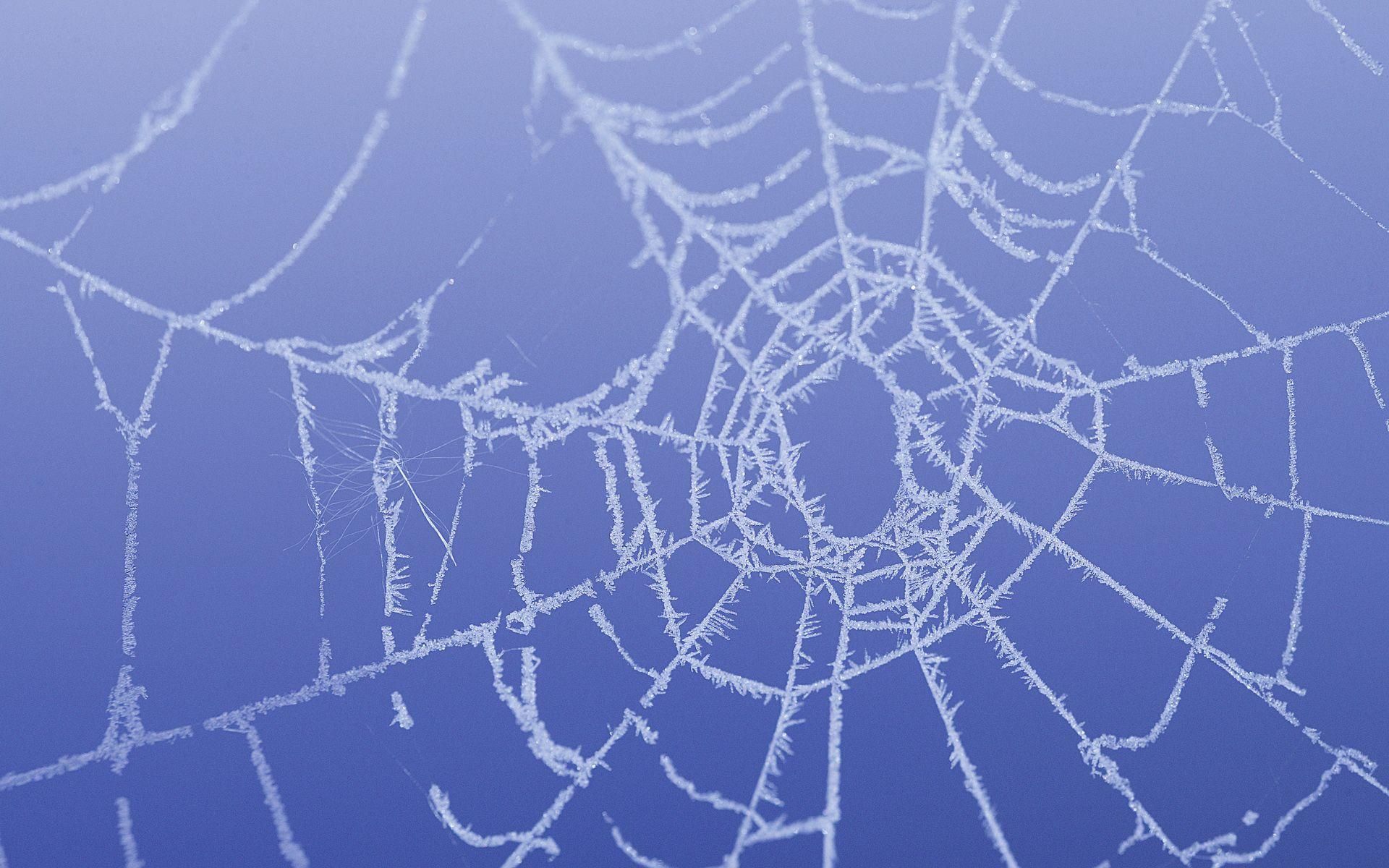beautiful spider webs pictures