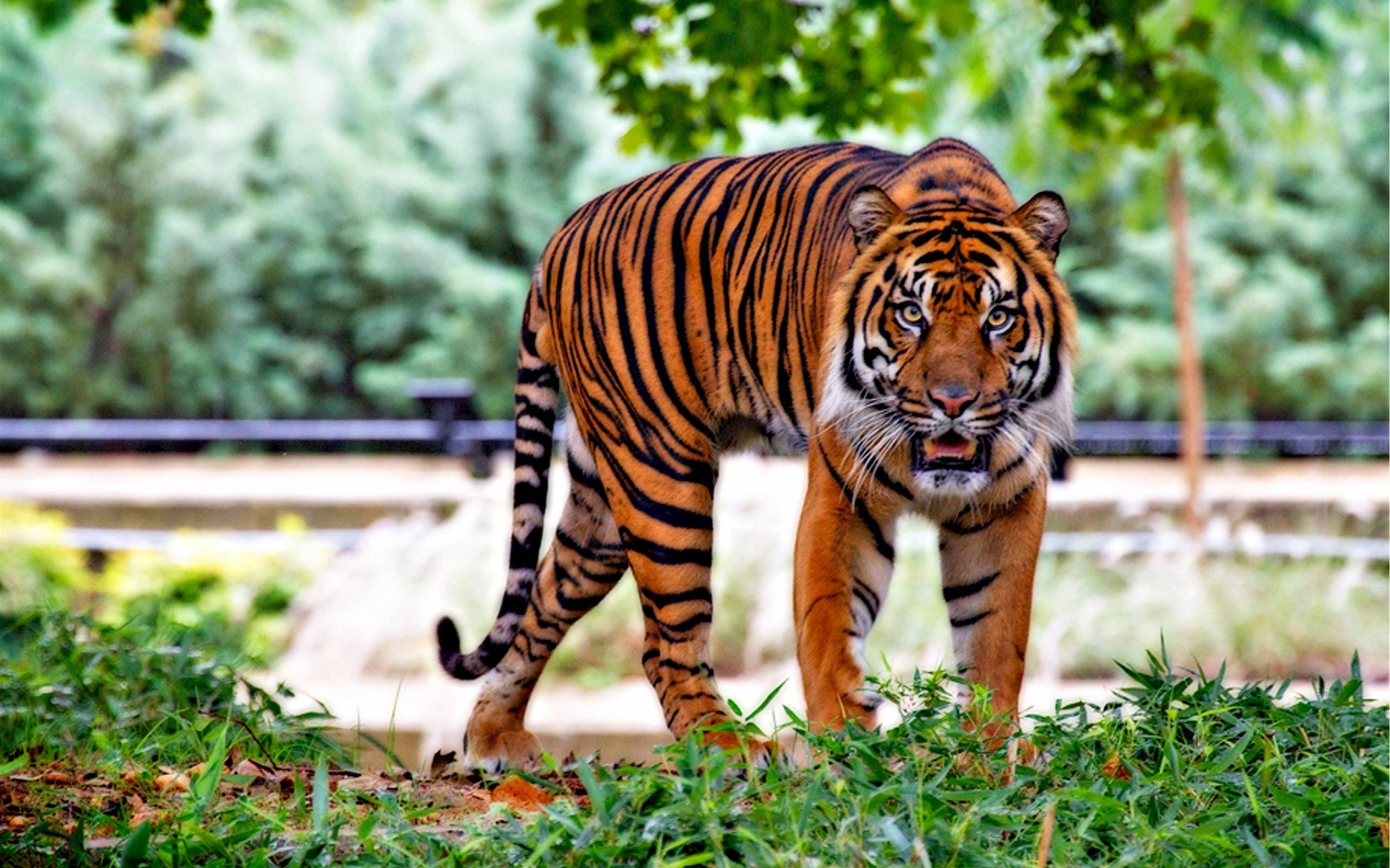 tiger picture hd
