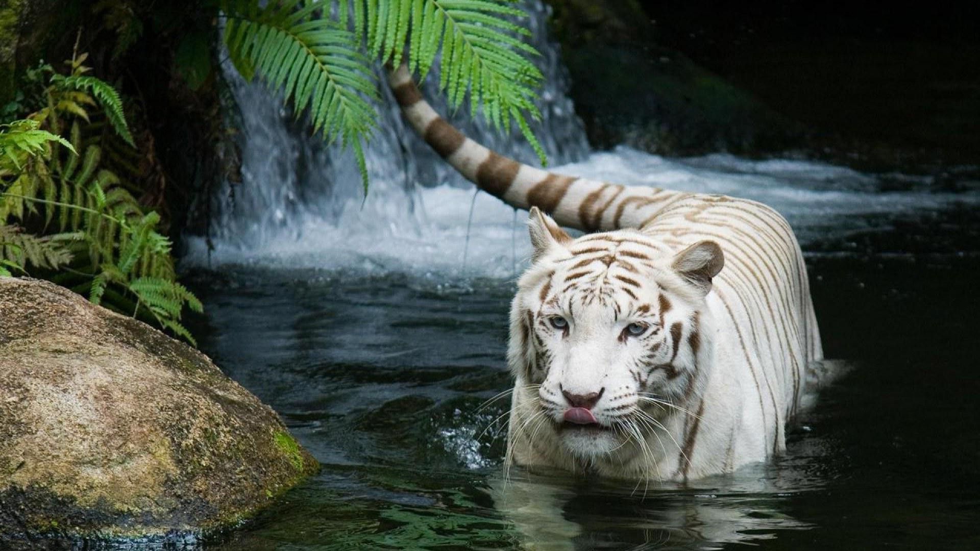 tiger background