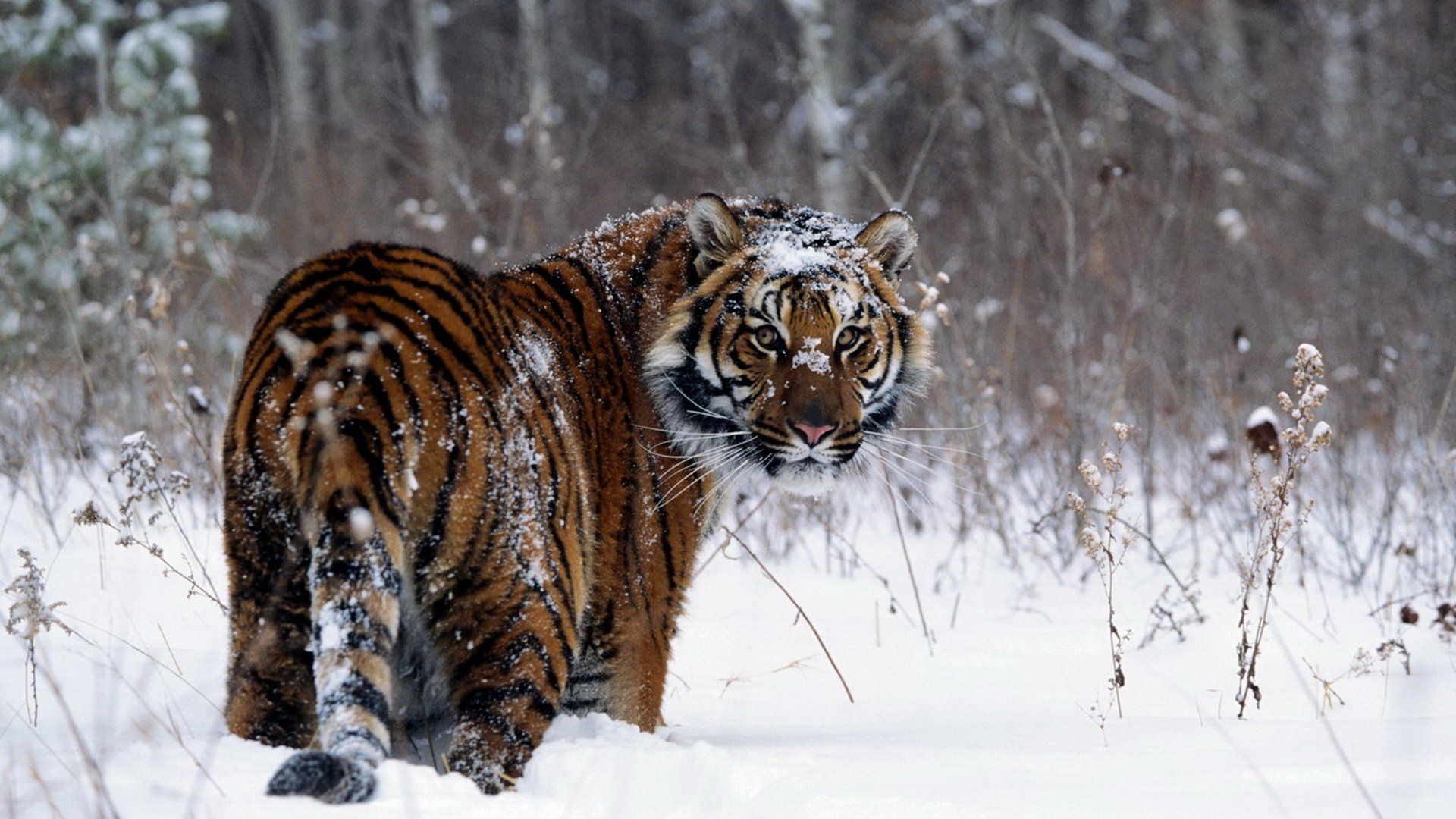 images of tiger