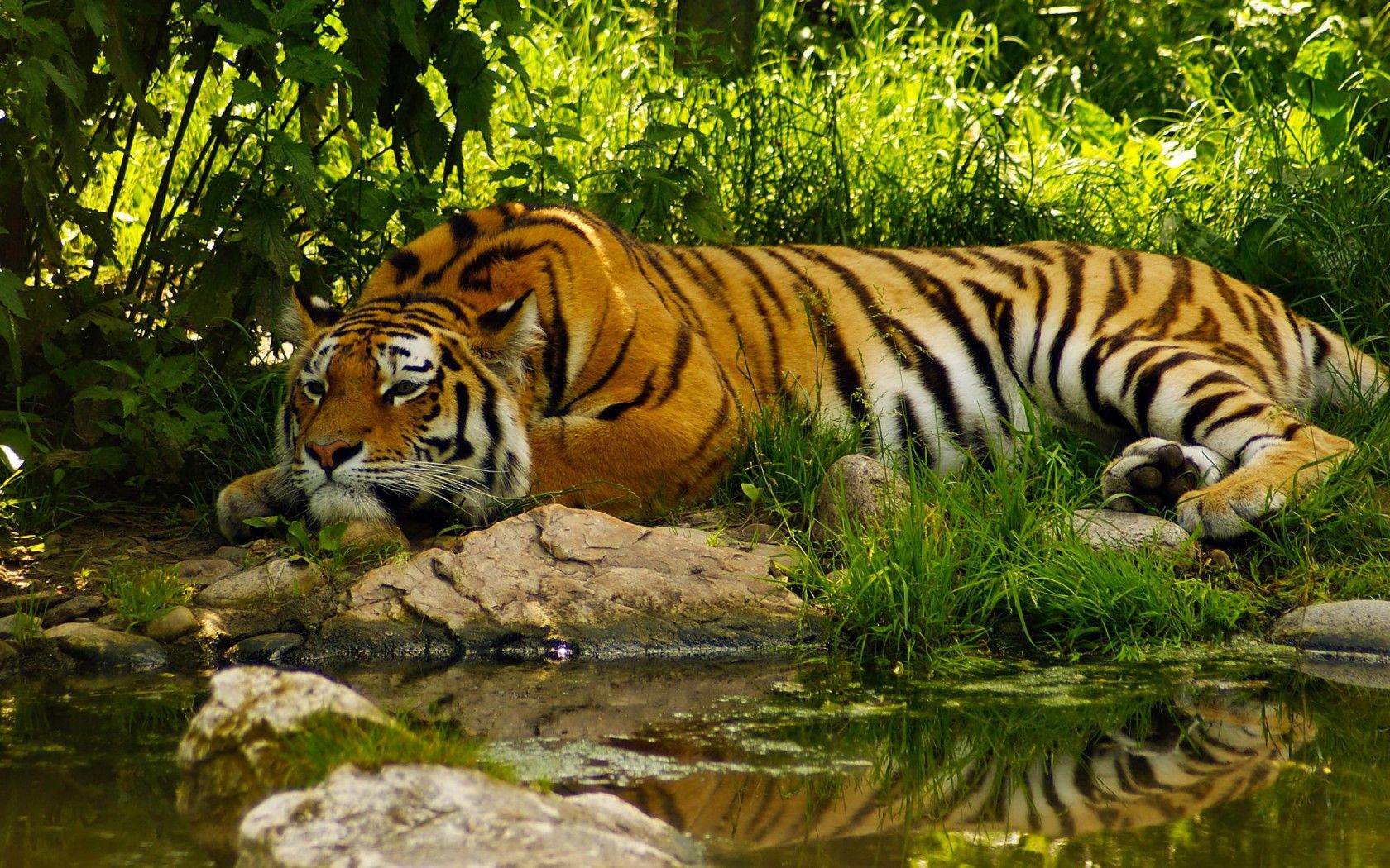 www.tiger image