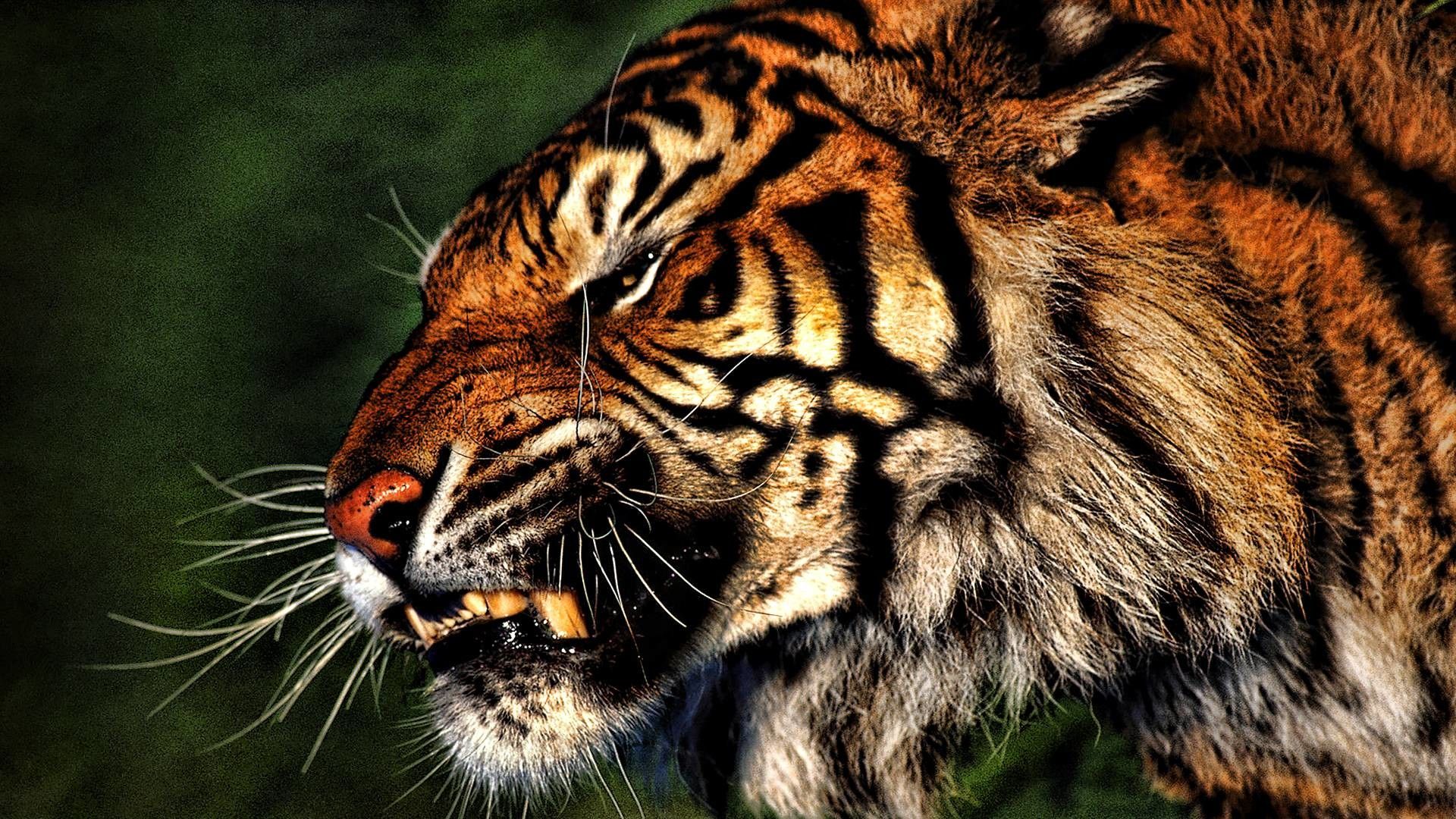 tiger images download