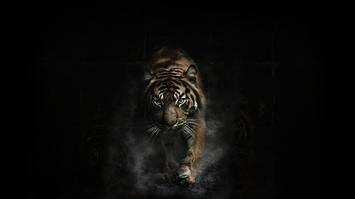 tiger photo hd