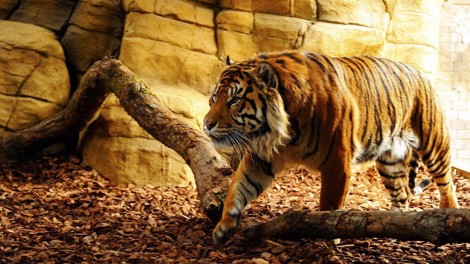 www tiger photo