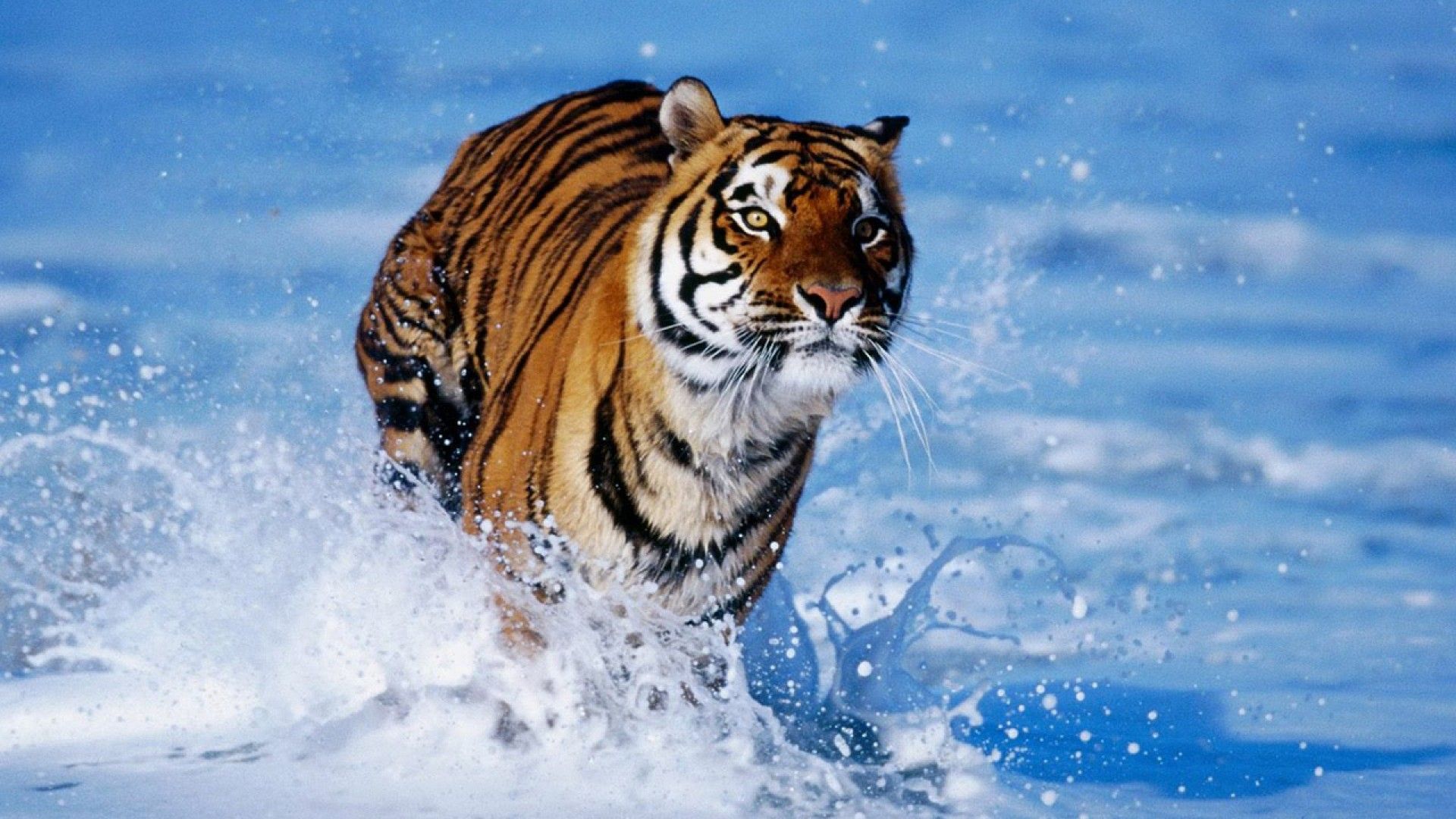 tiger image download