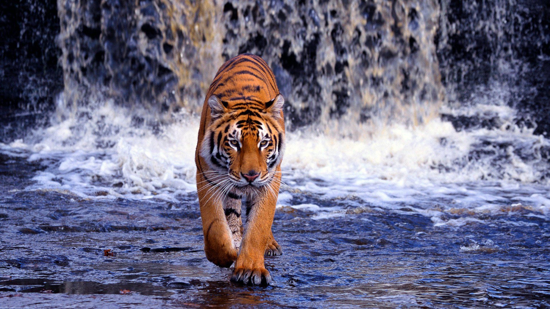 hd tiger photo