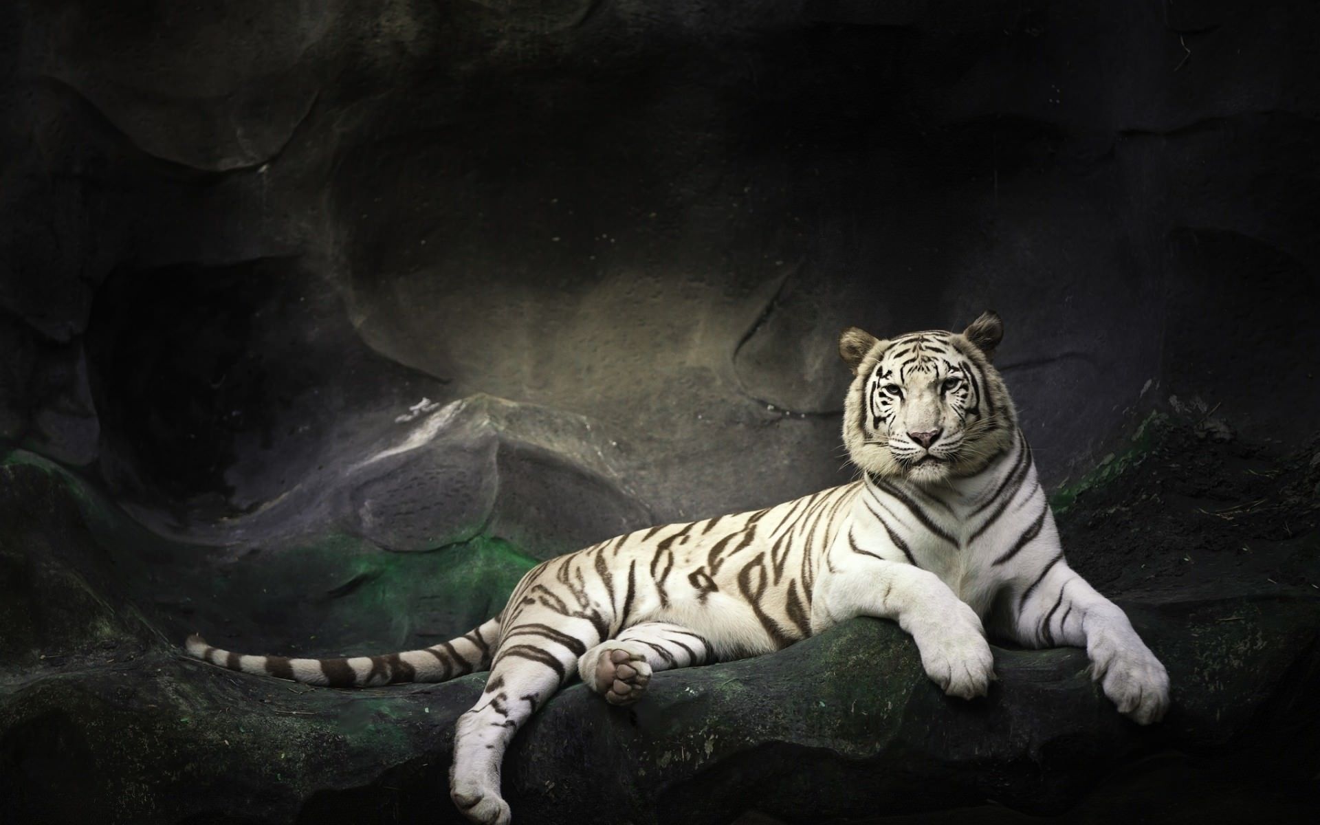 wallpaper of tiger