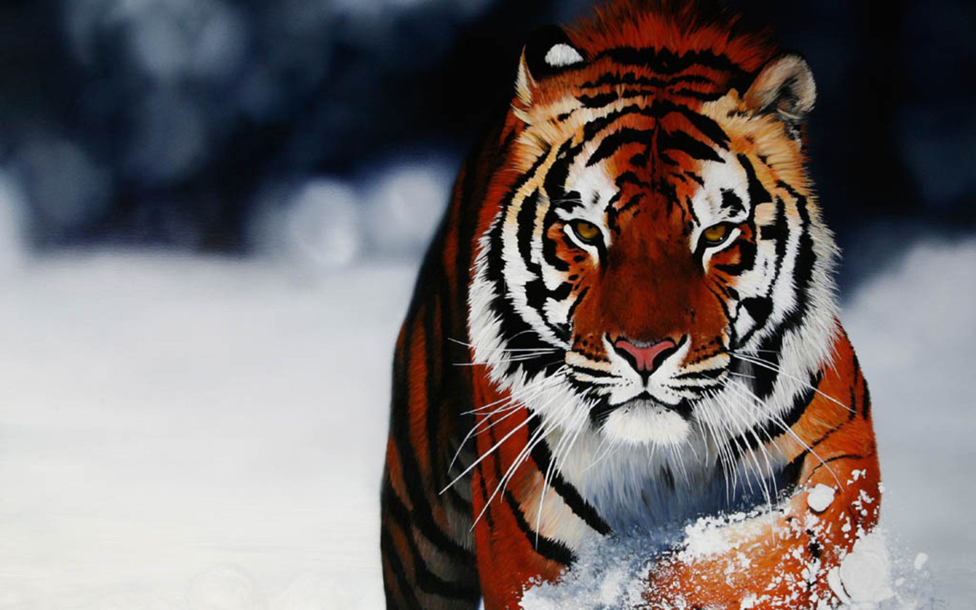 hd wallpapers tiger