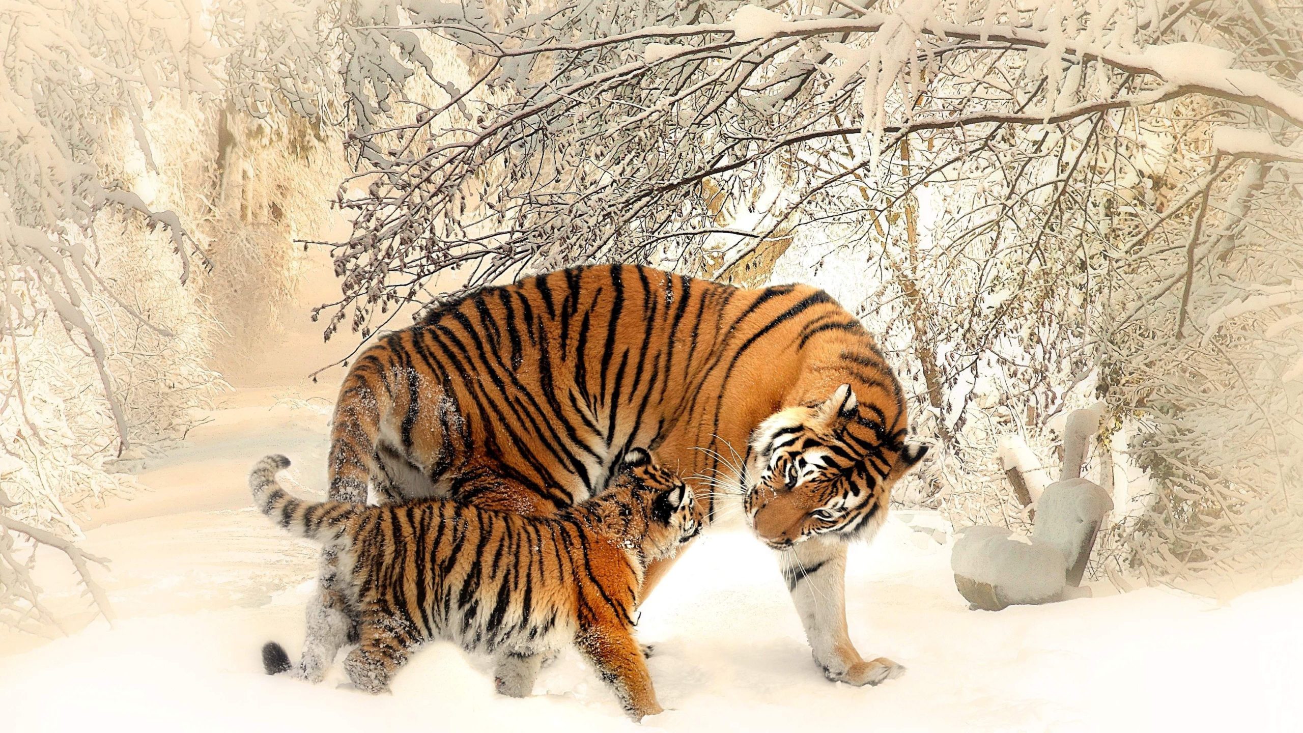 tiger hd wallpapers 1080p