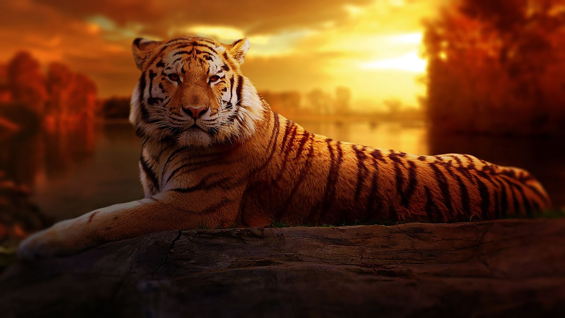 tiger picture download