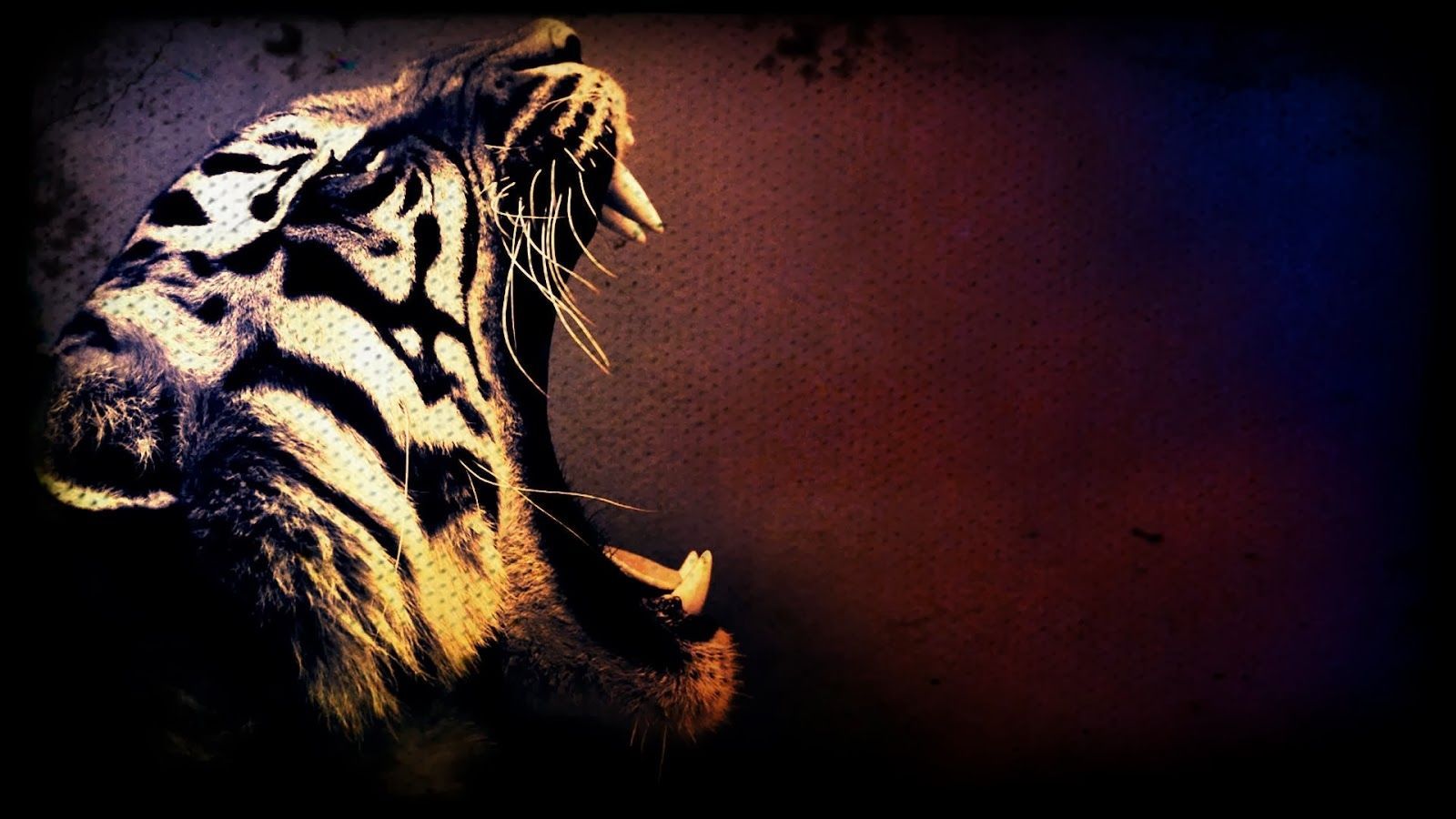 hd wallpapers of tiger