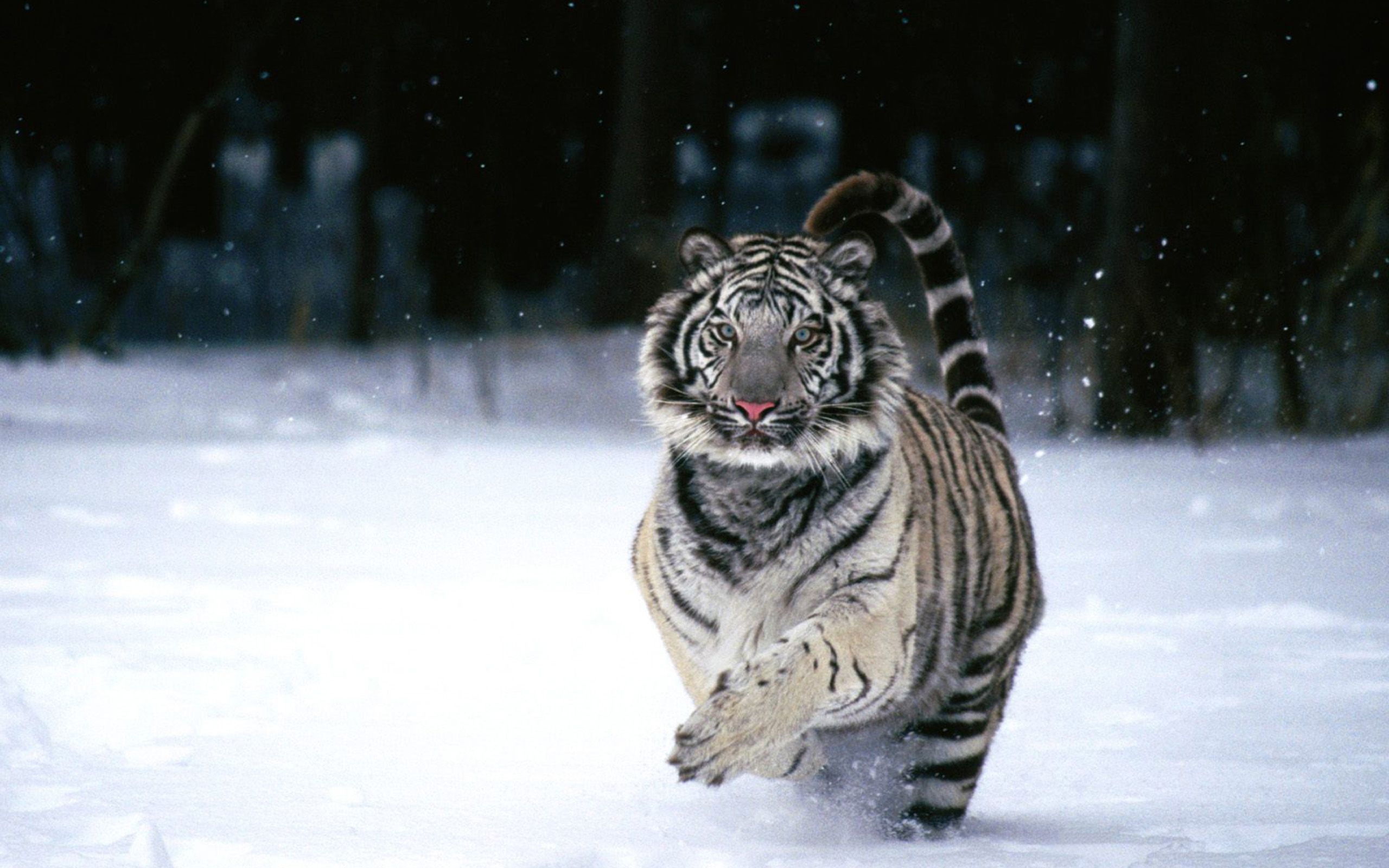 tiger photos download