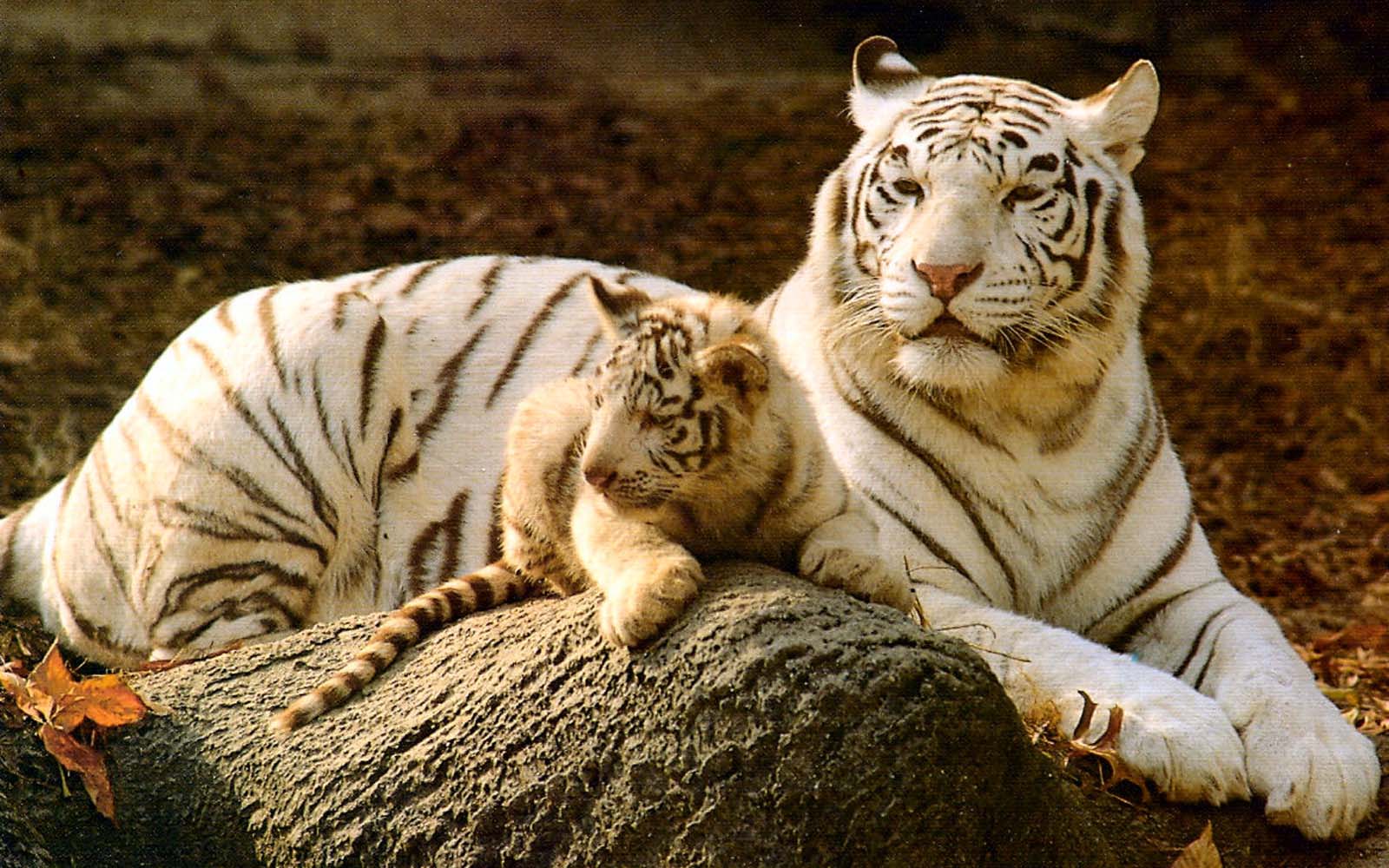 tiger photos hd download