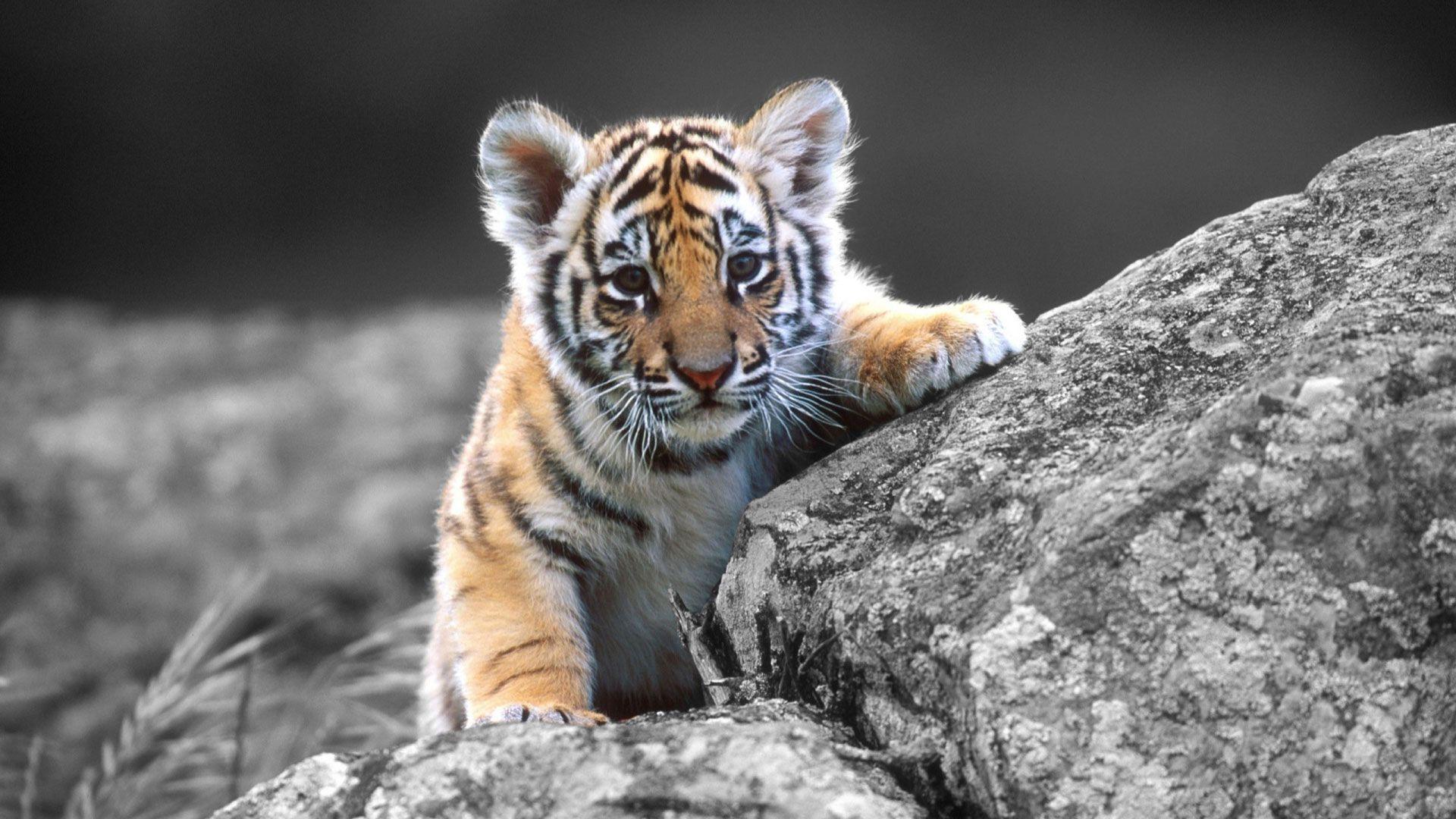 www tiger photo com