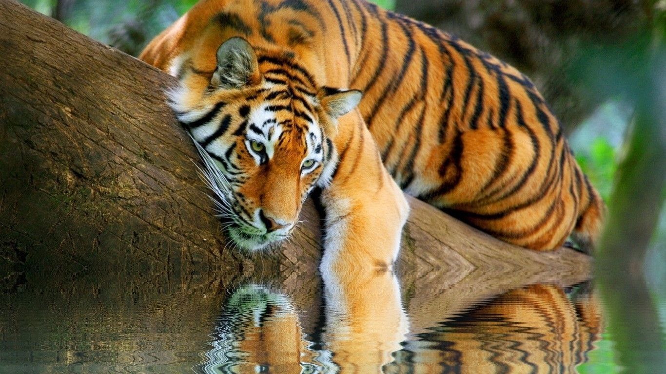 tiger hd images