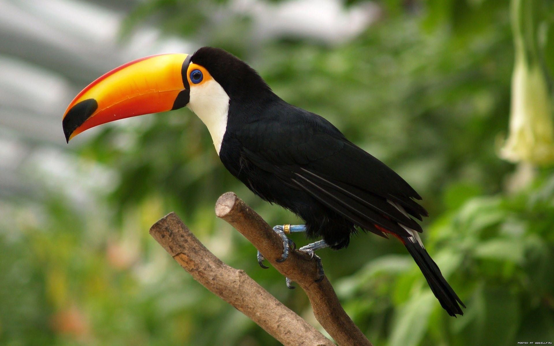 toucan pictures