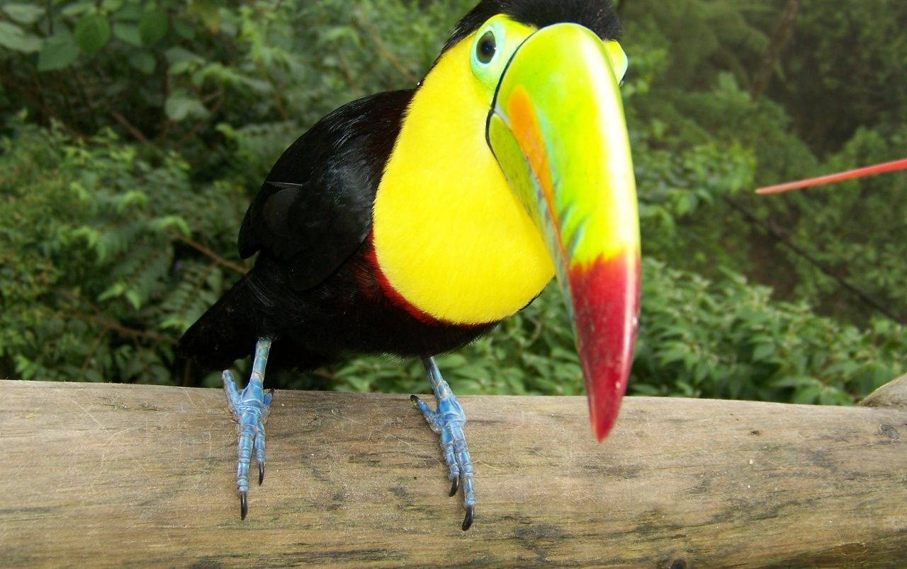 images of toucans