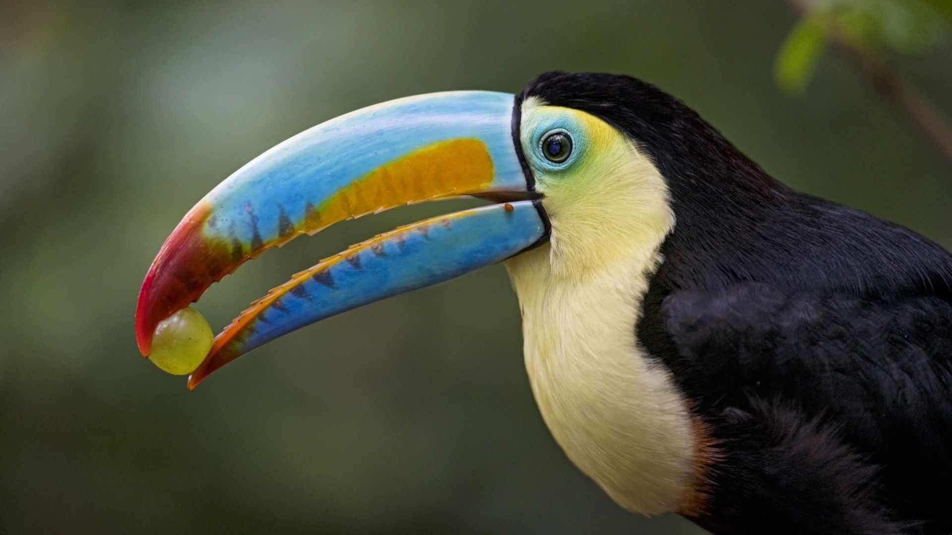 picture of a toucan bird