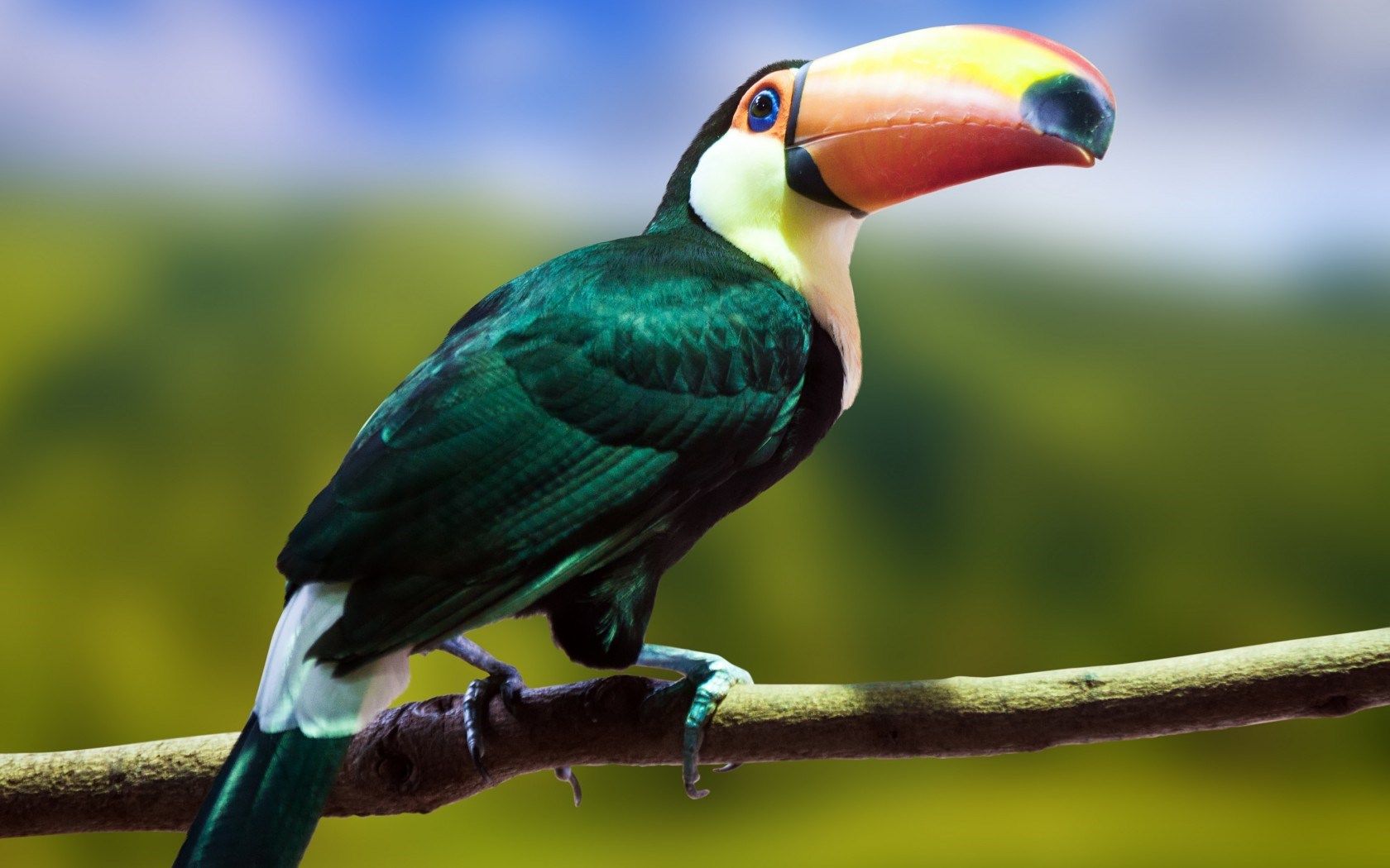 picture of a toucan bird