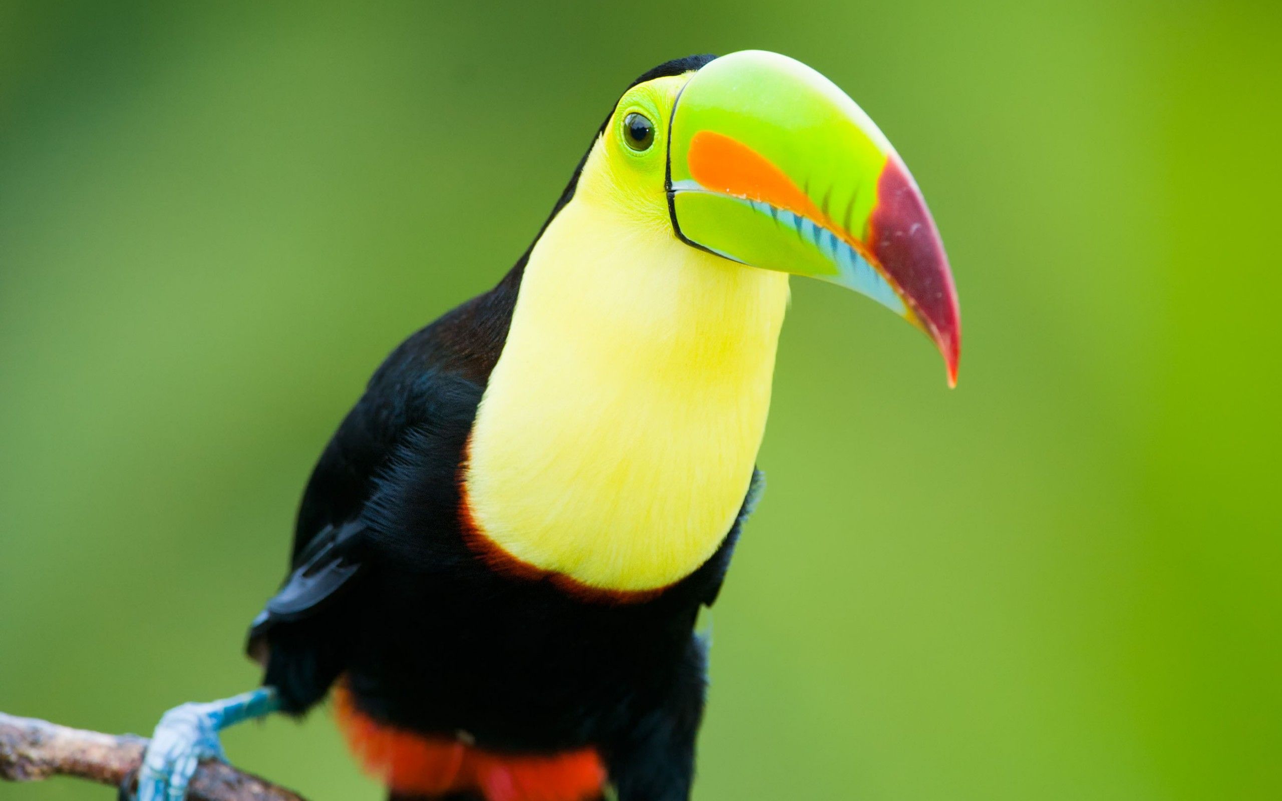 images of toucans birds