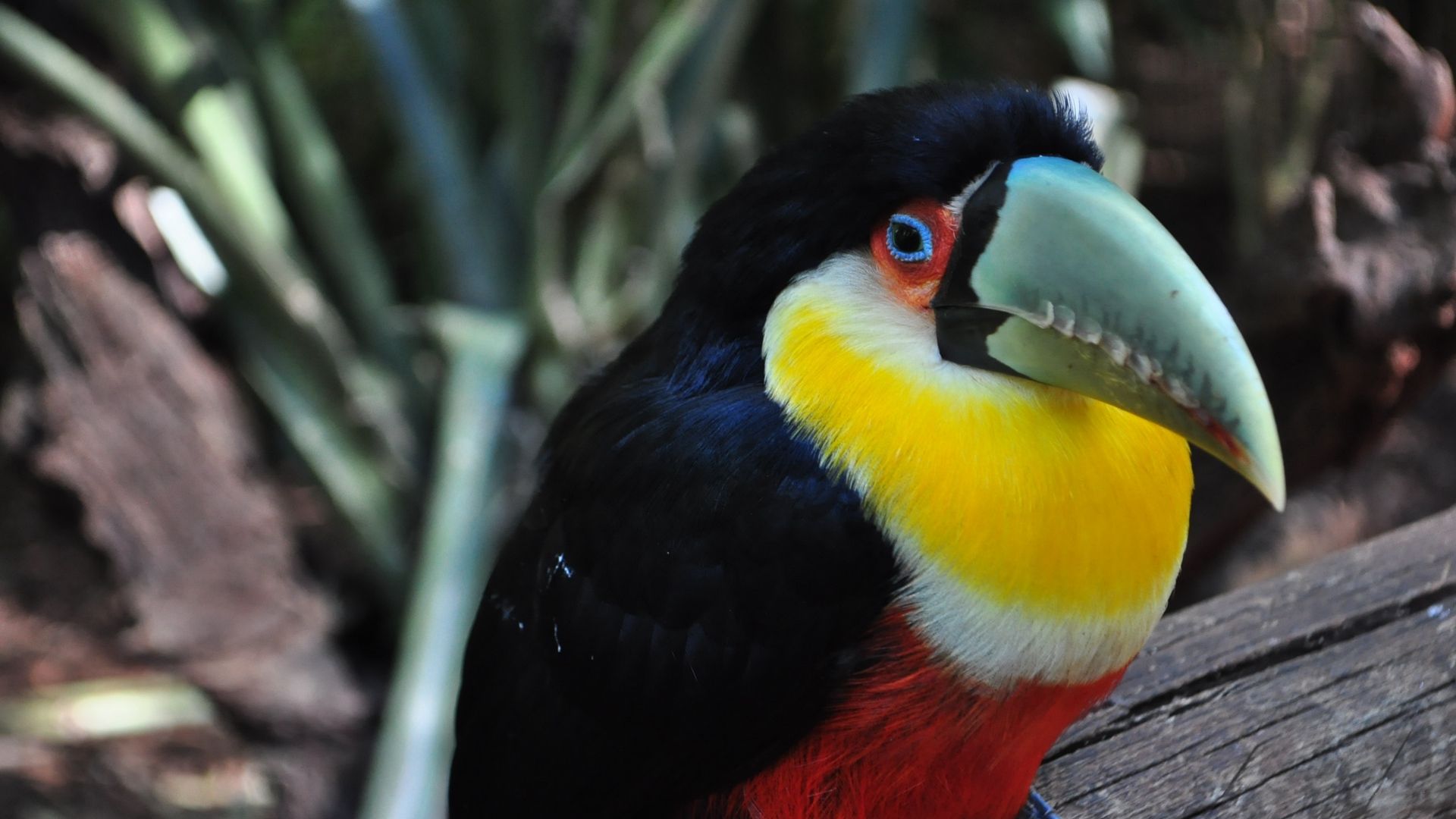 toucans bird free wallpapers