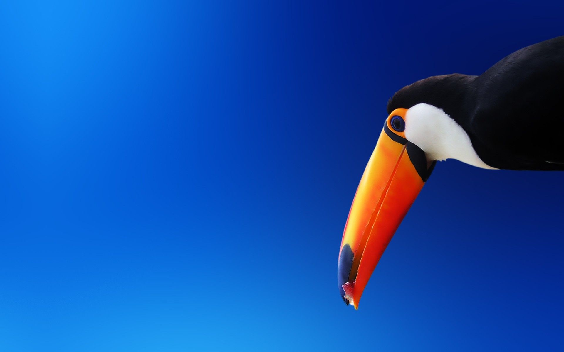toucans birds for sale