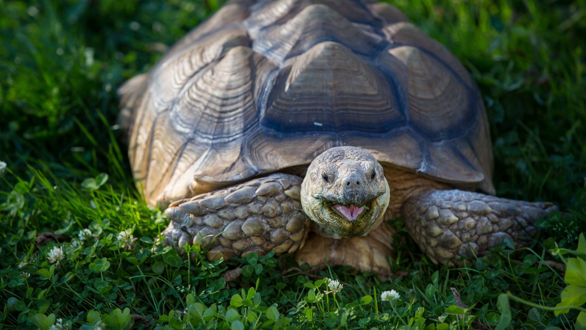 tortoise pic