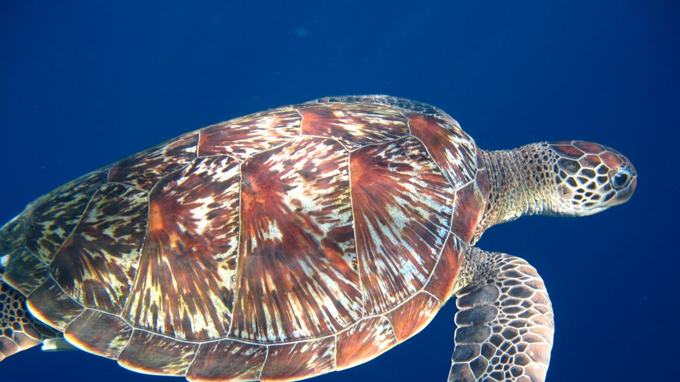 turtle profile picture