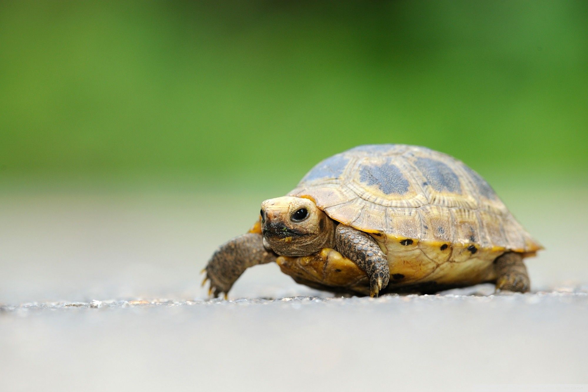 turtle wallpapers hd free