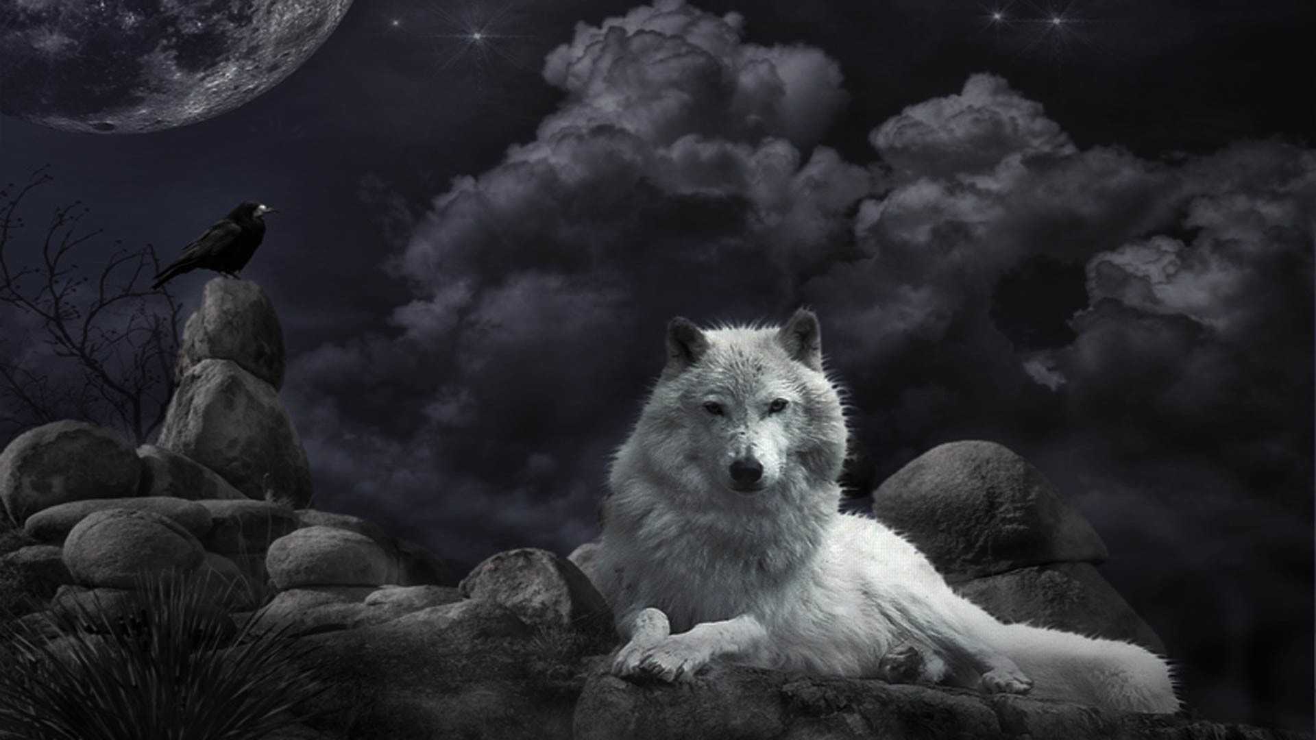 white wolf wallpaper background