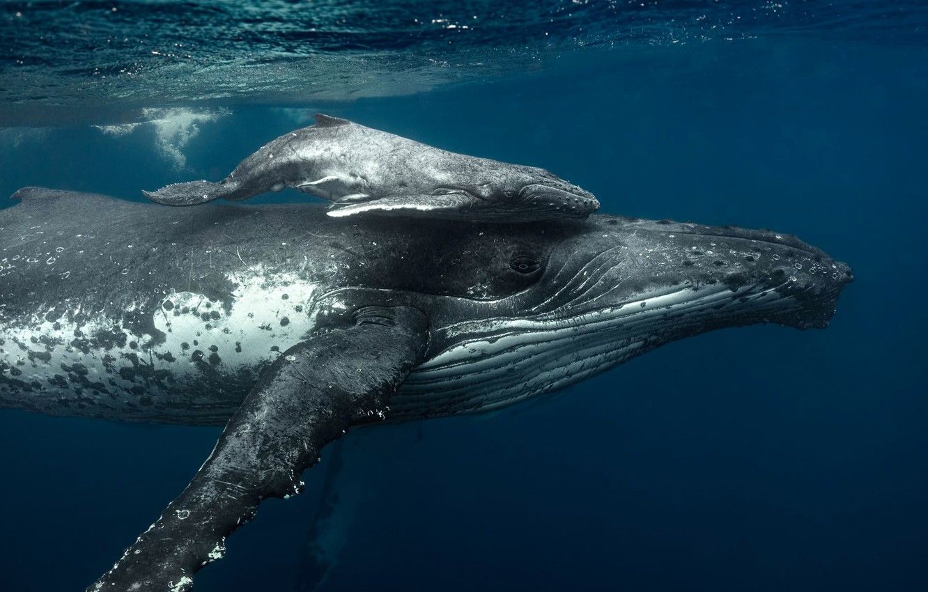 whale images