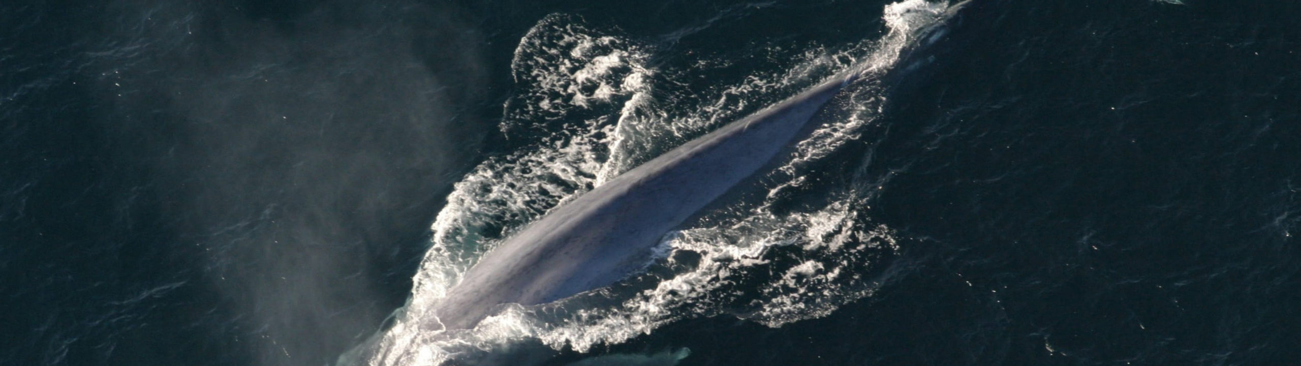 pictures of the biggest whale