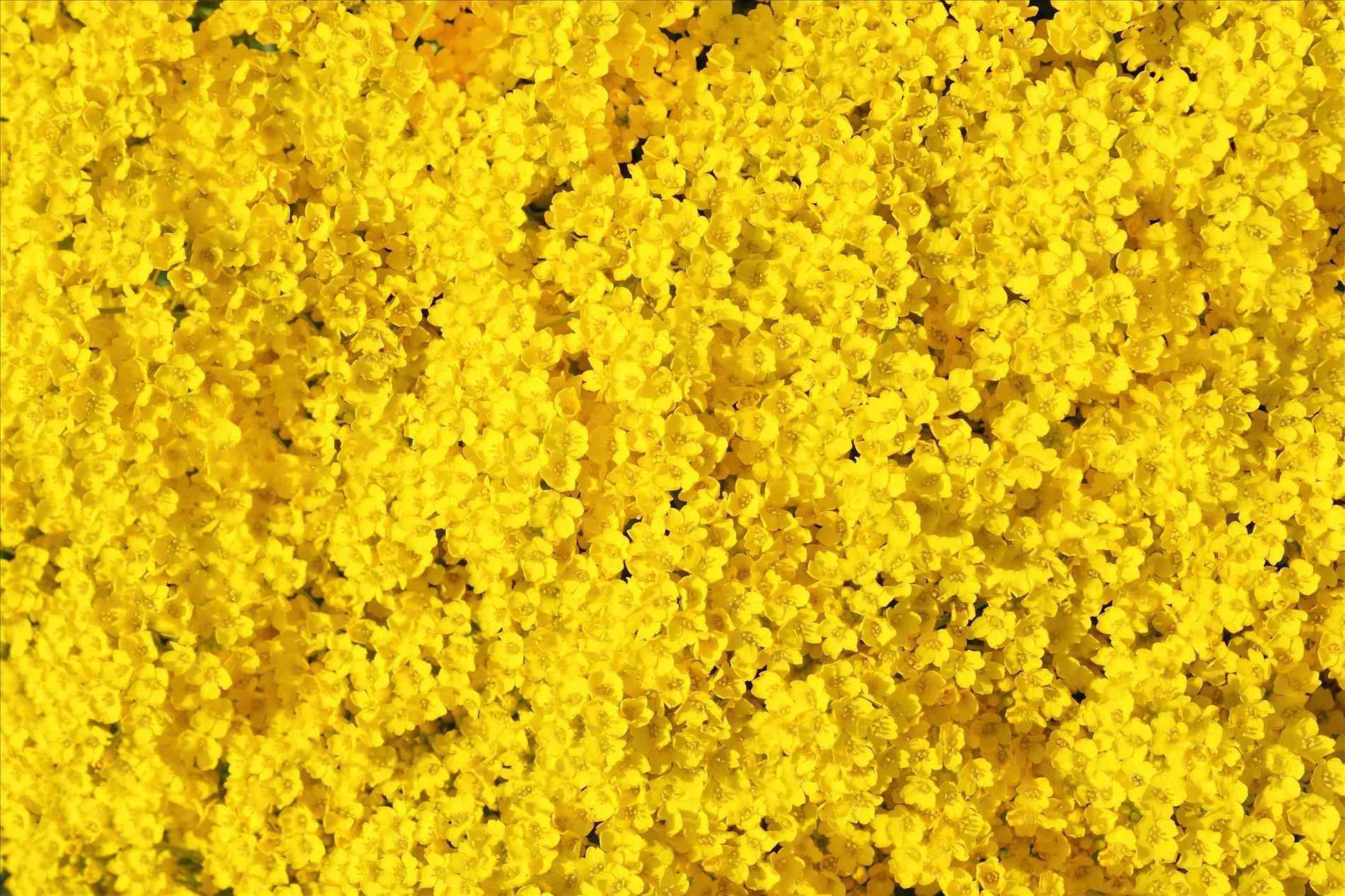yellow aesthetic computer wallpaper