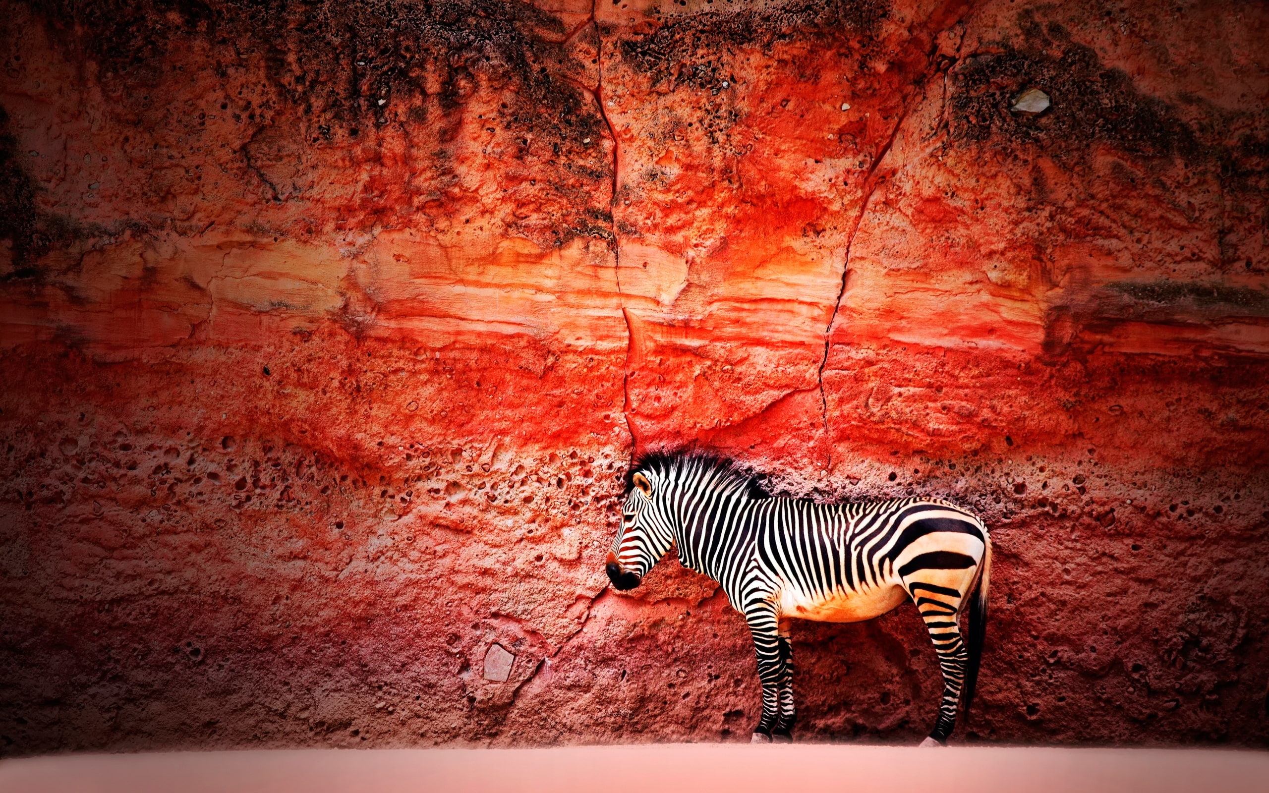 grey zebra wallpaper