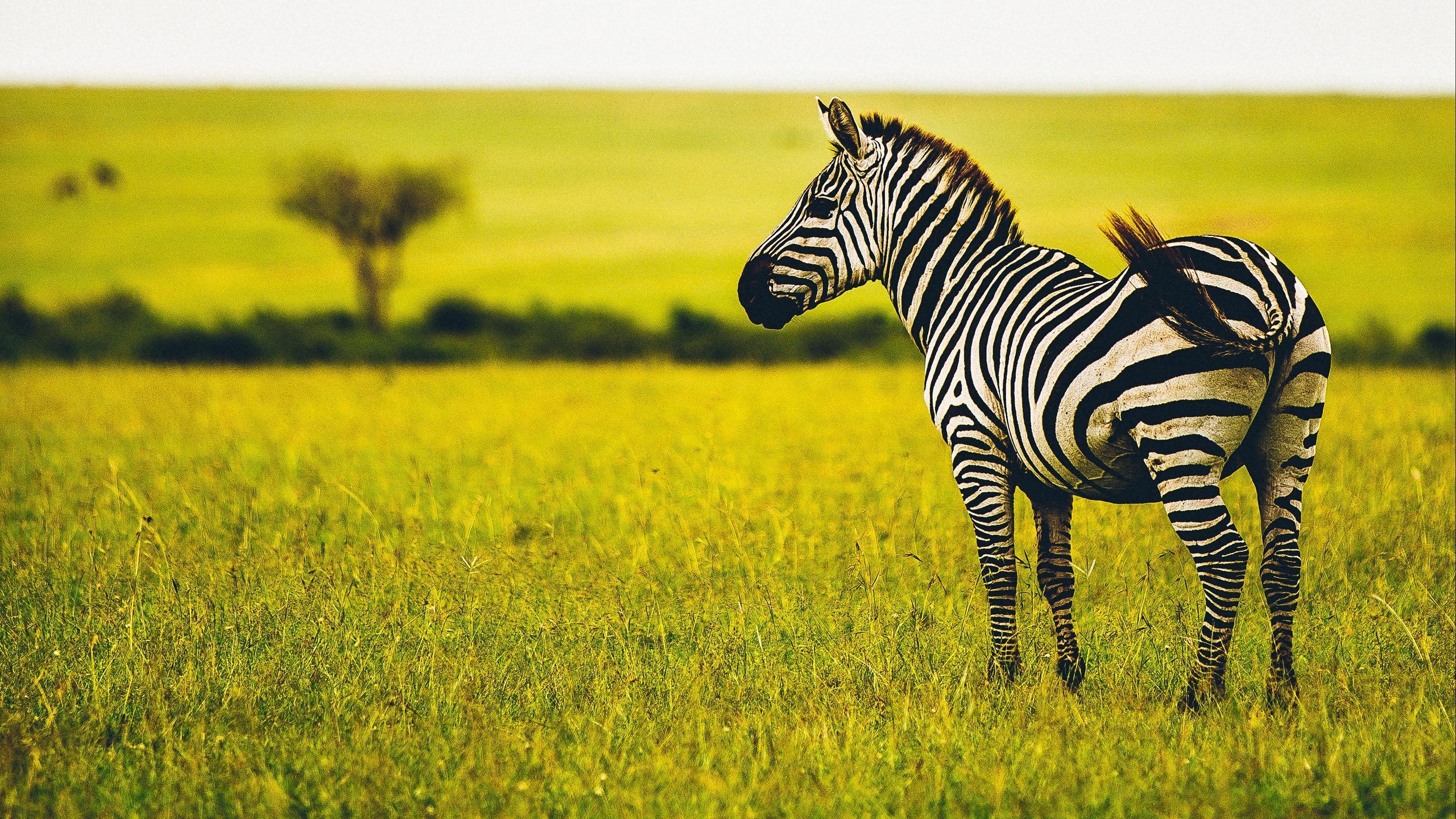 animal print zebra wallpaper