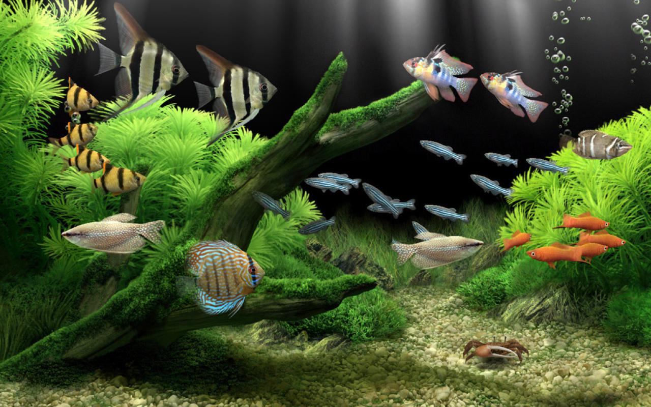 aquarium background pictures