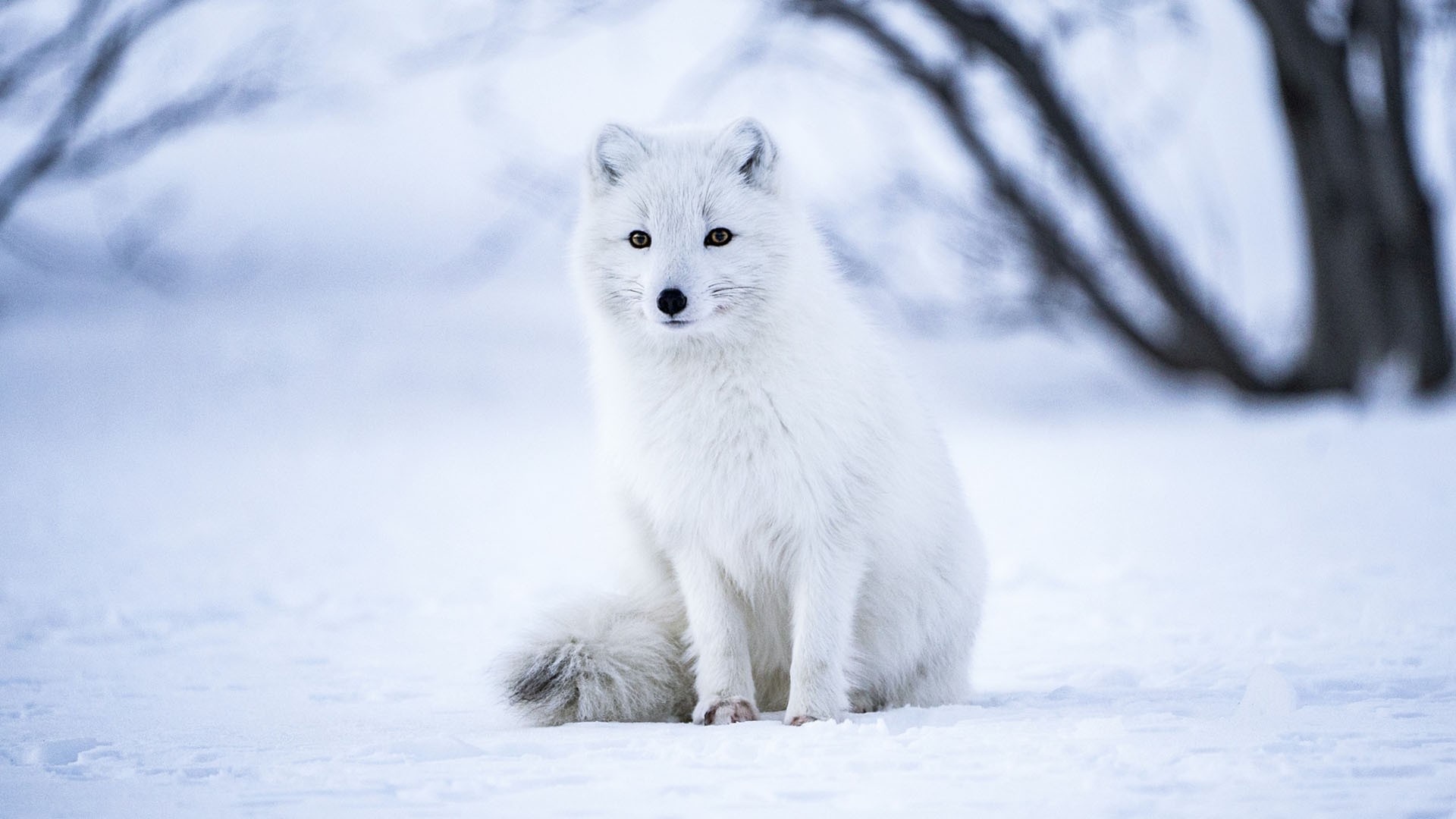 Arctic Fox Wallpaper free download