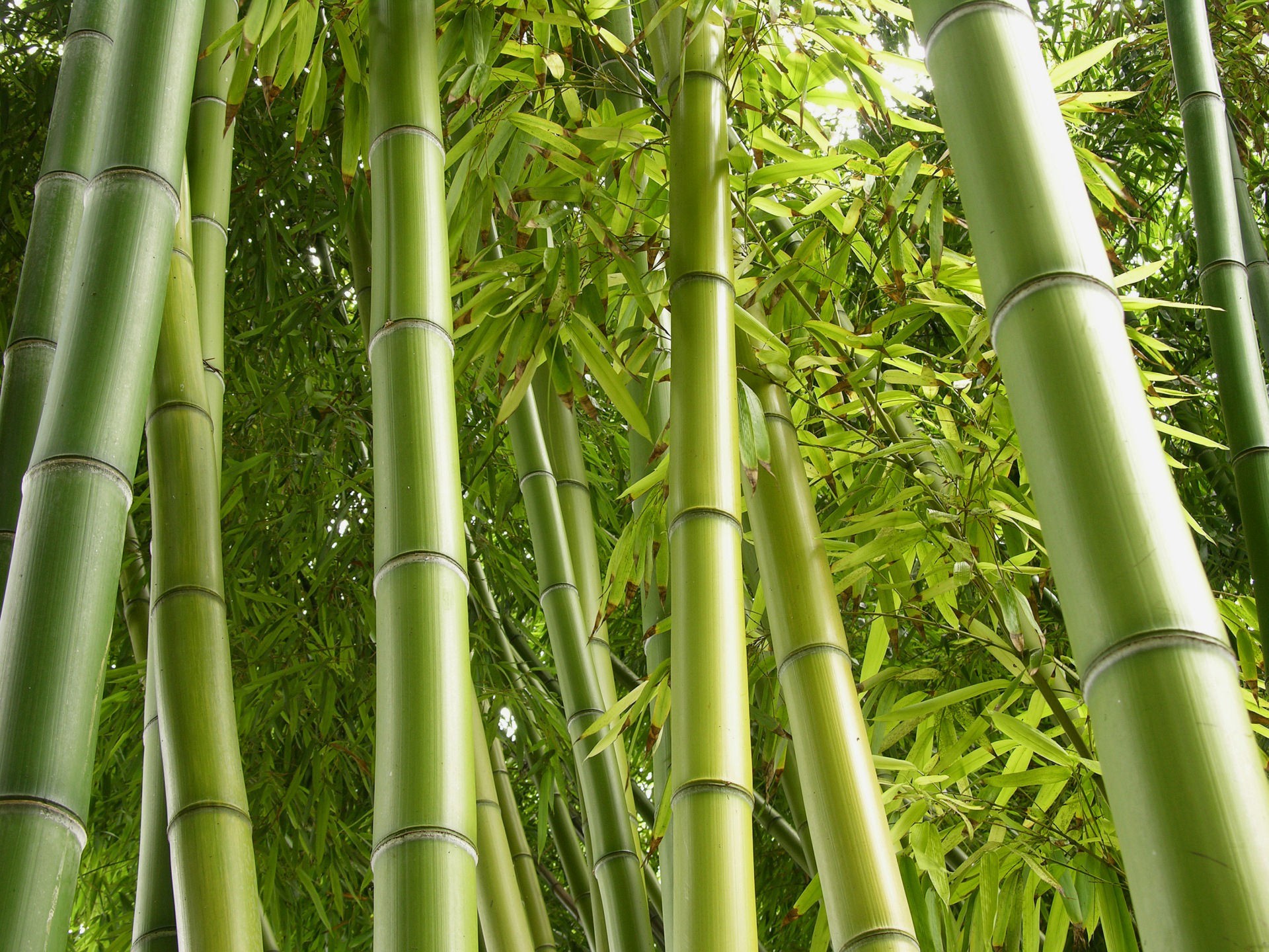 bamboo picture