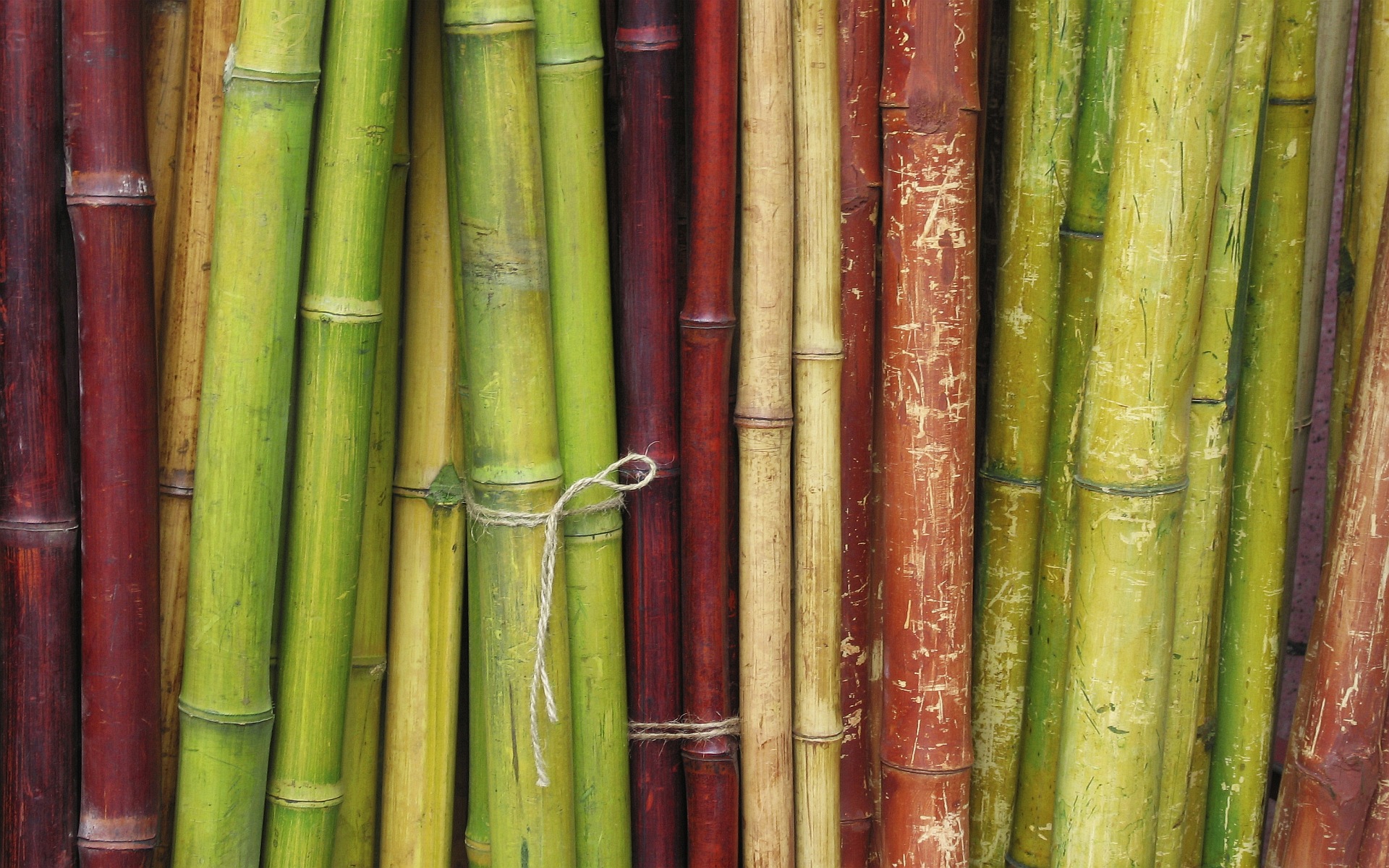 images of bamboo