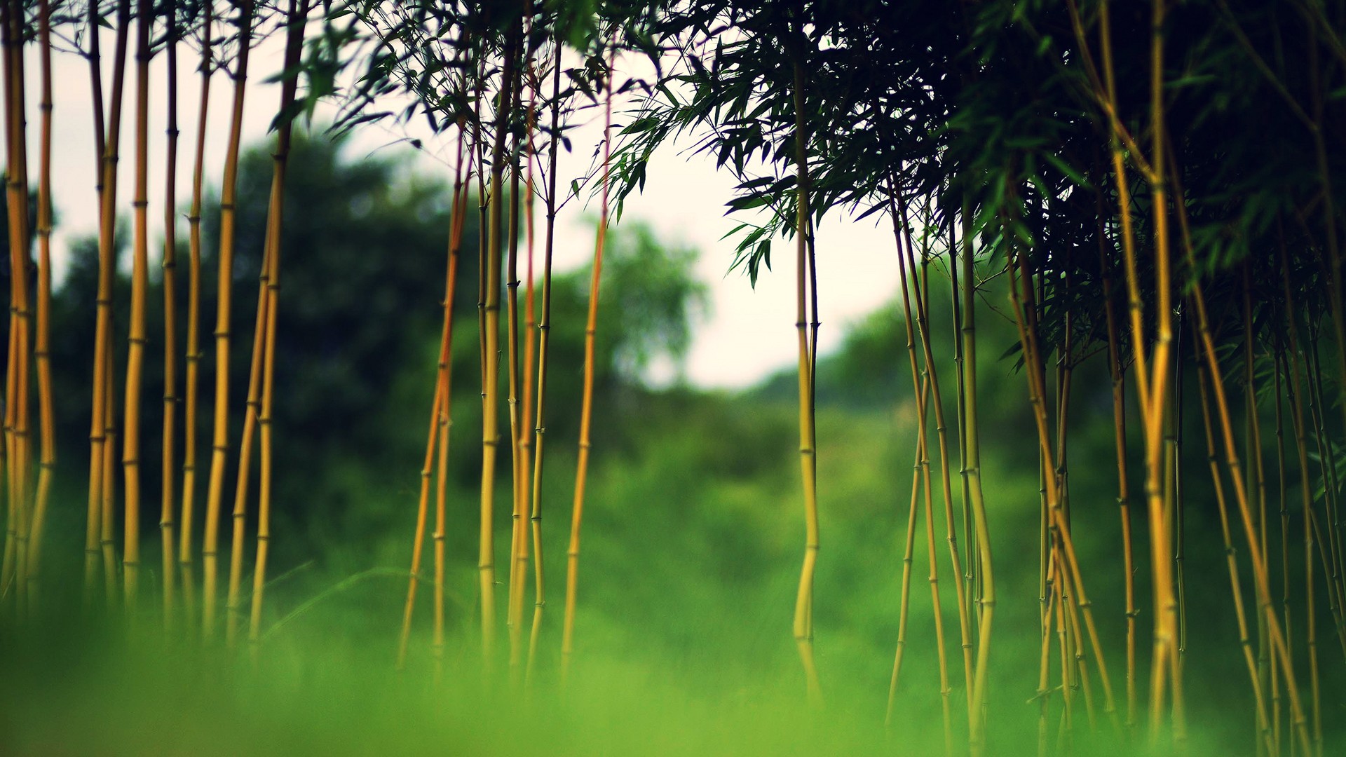 pictures of bamboo