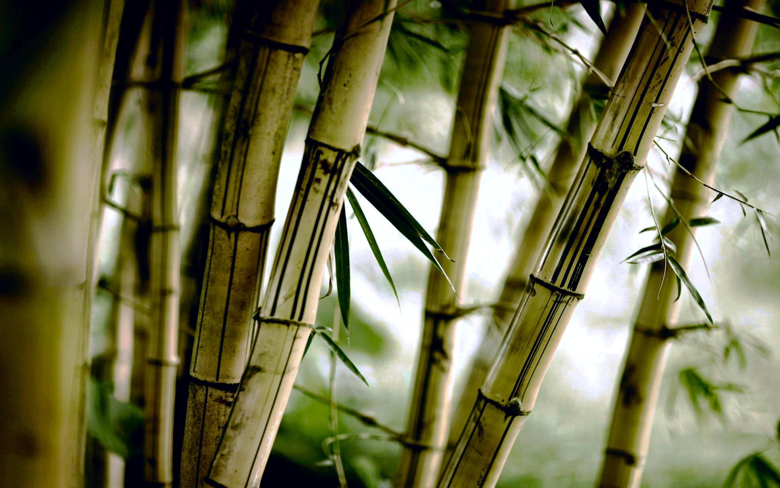 bamboo wallpaper hd