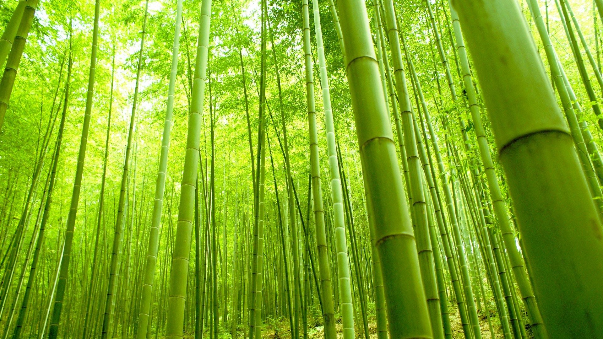 bamboo photography