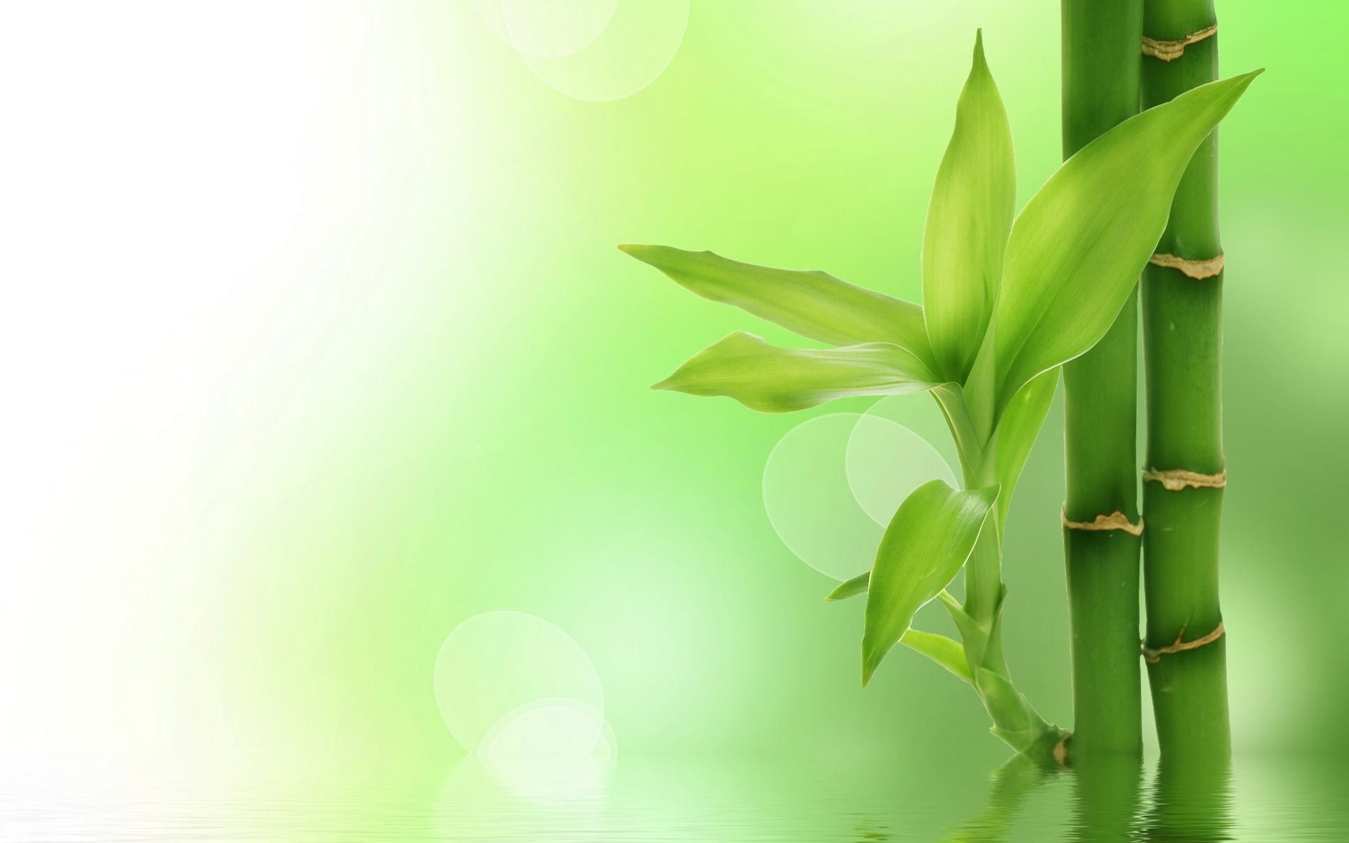 bamboo tree pictures hd