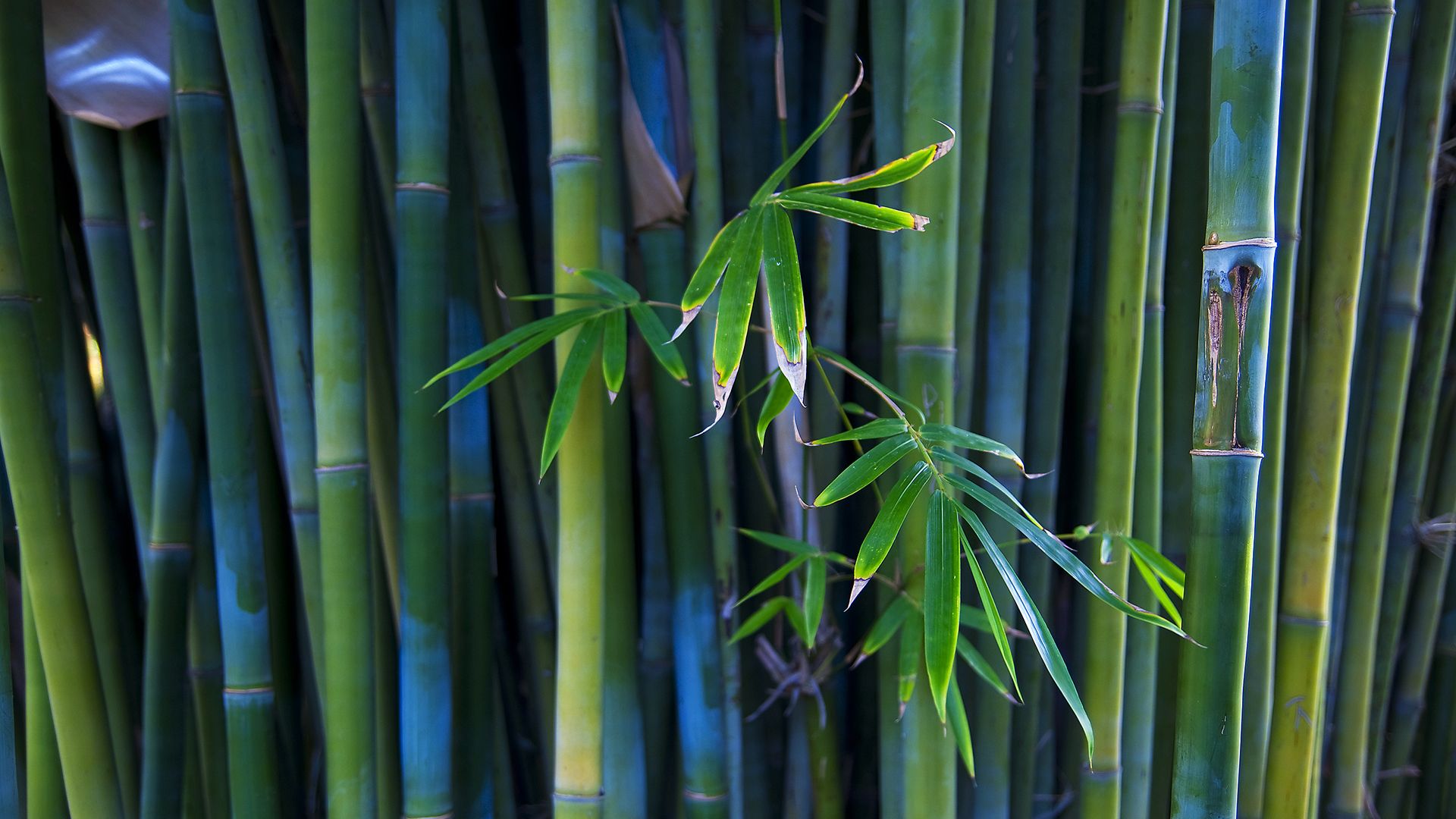 hd bamboo wallpaper