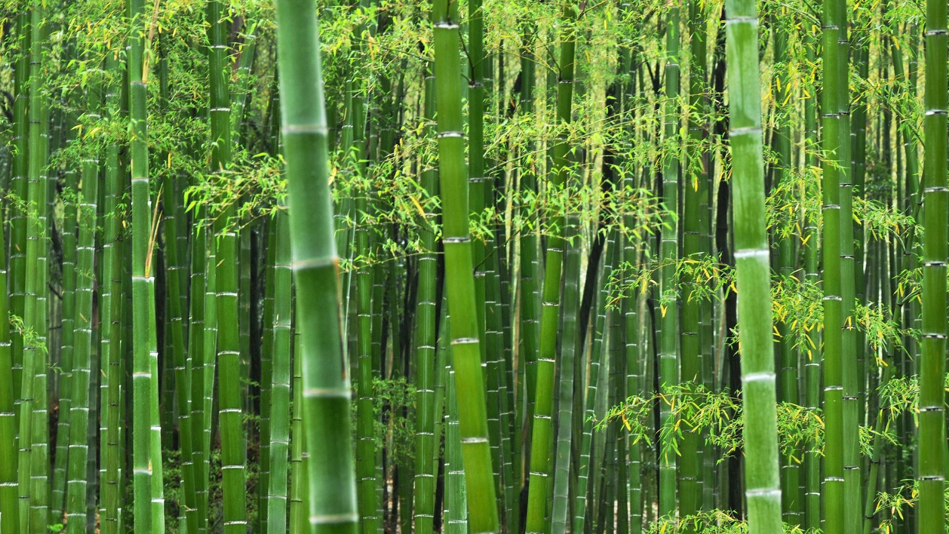 bamboo background wallpaper