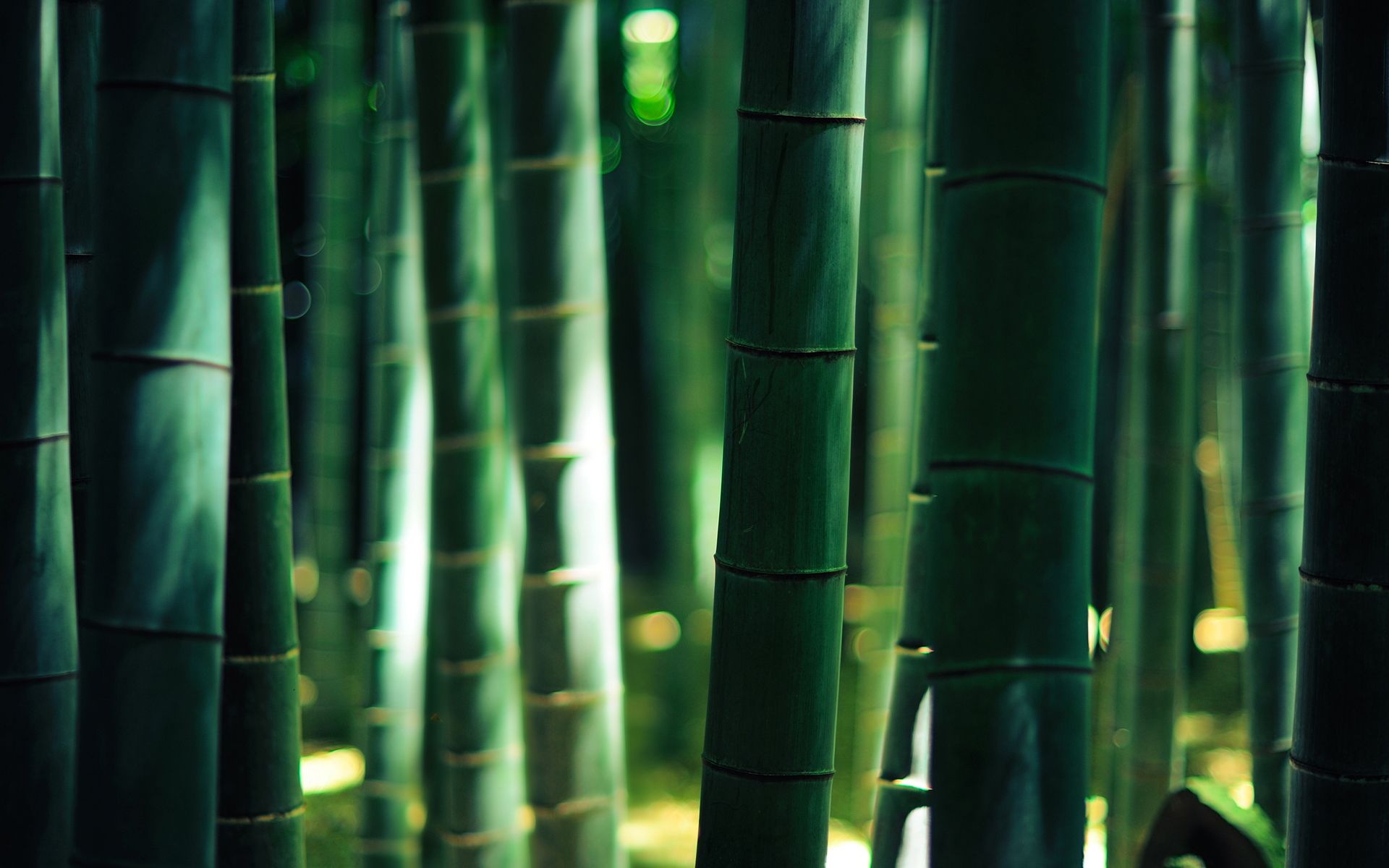 bamboo scenery