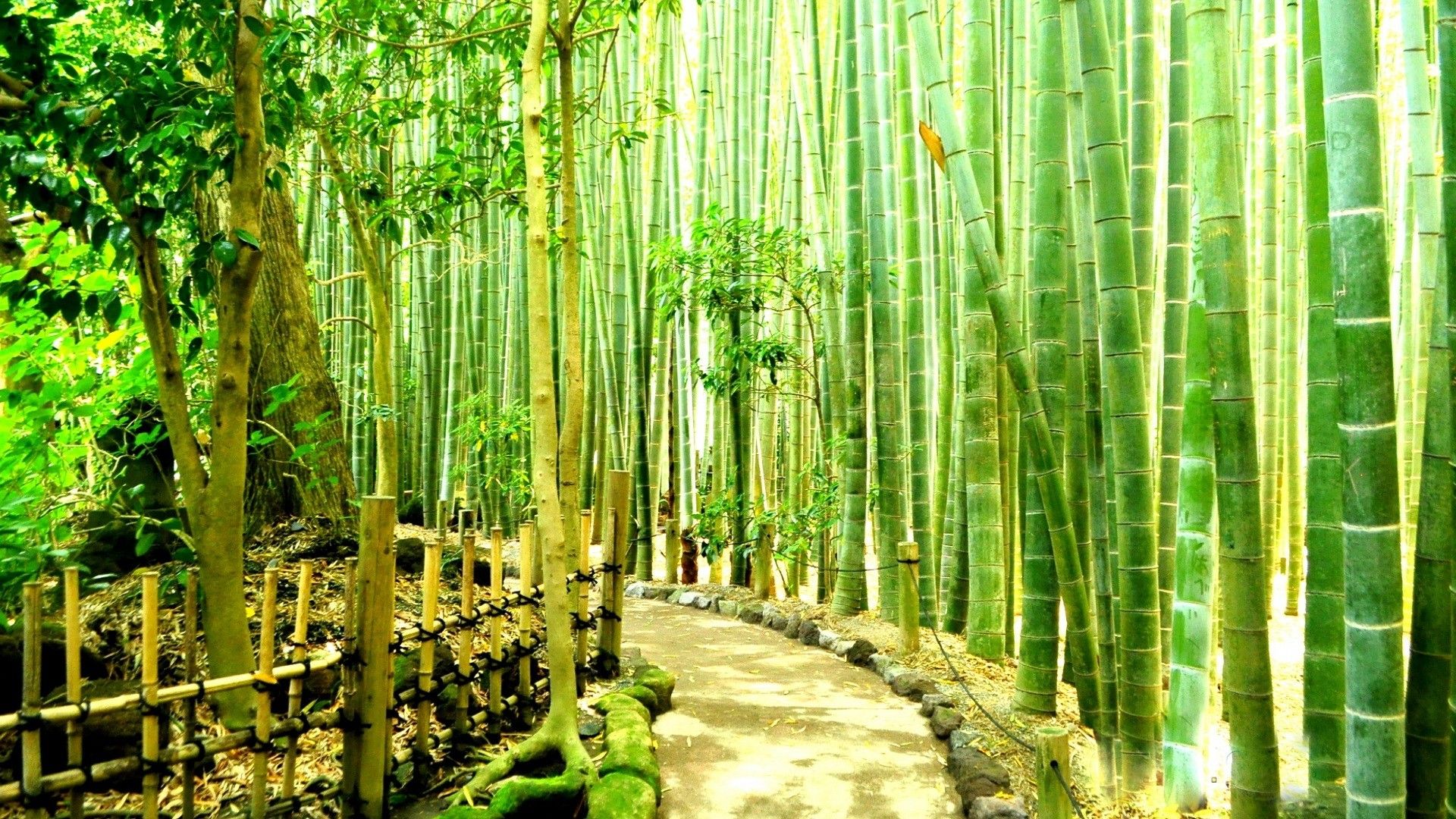 pic of bamboo tree