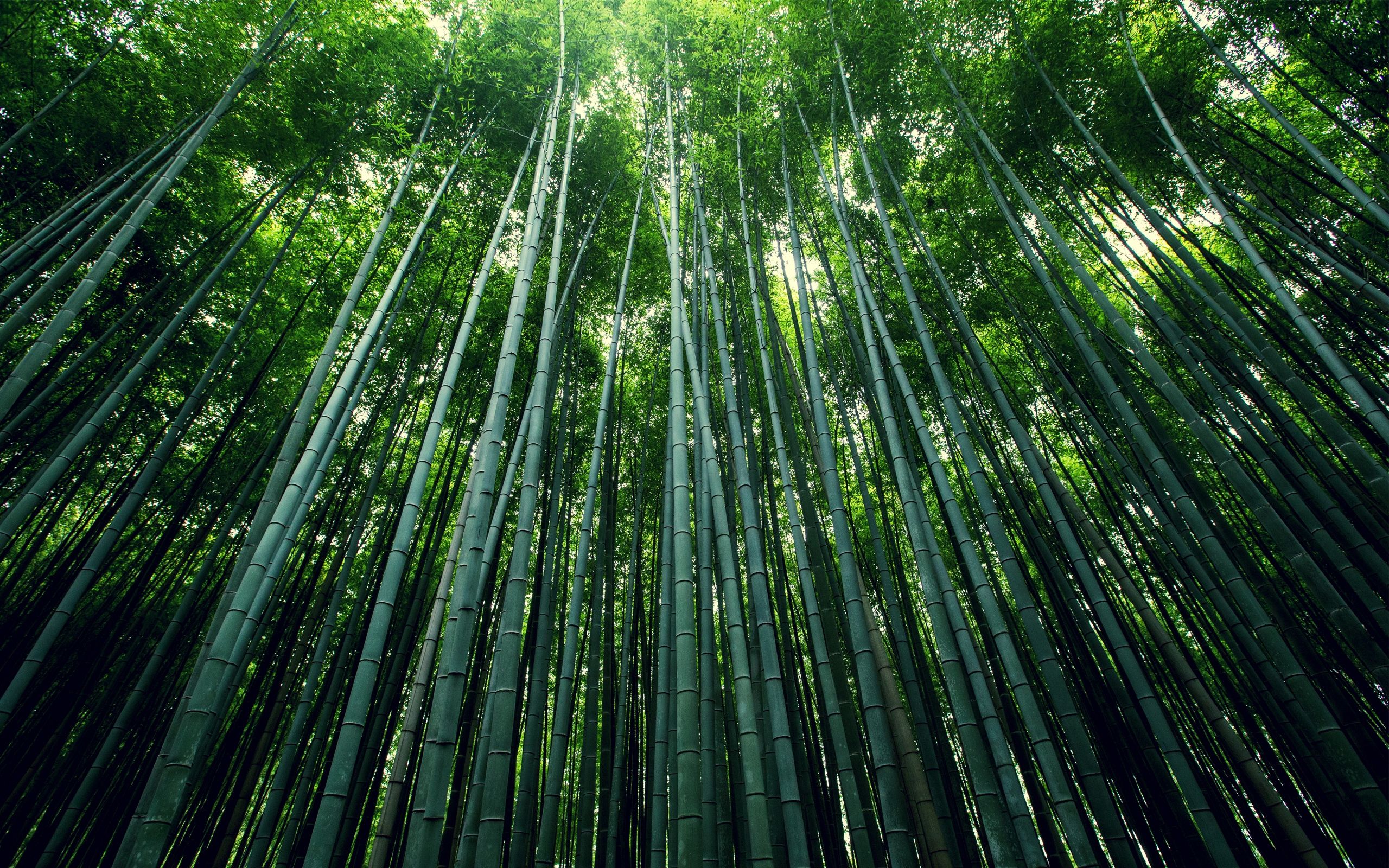 picture of bamboo tree